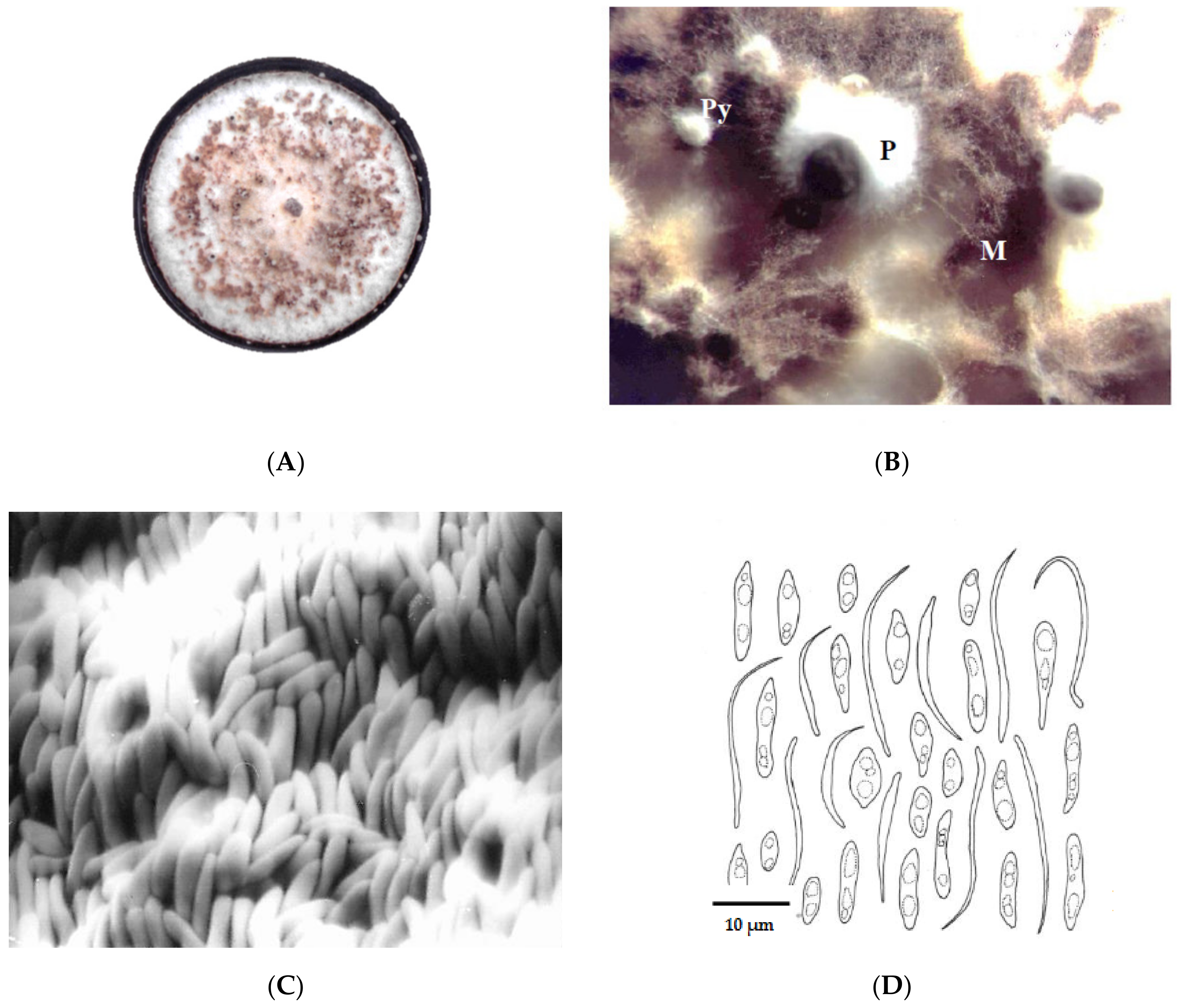 Agronomy 11 00046 g004