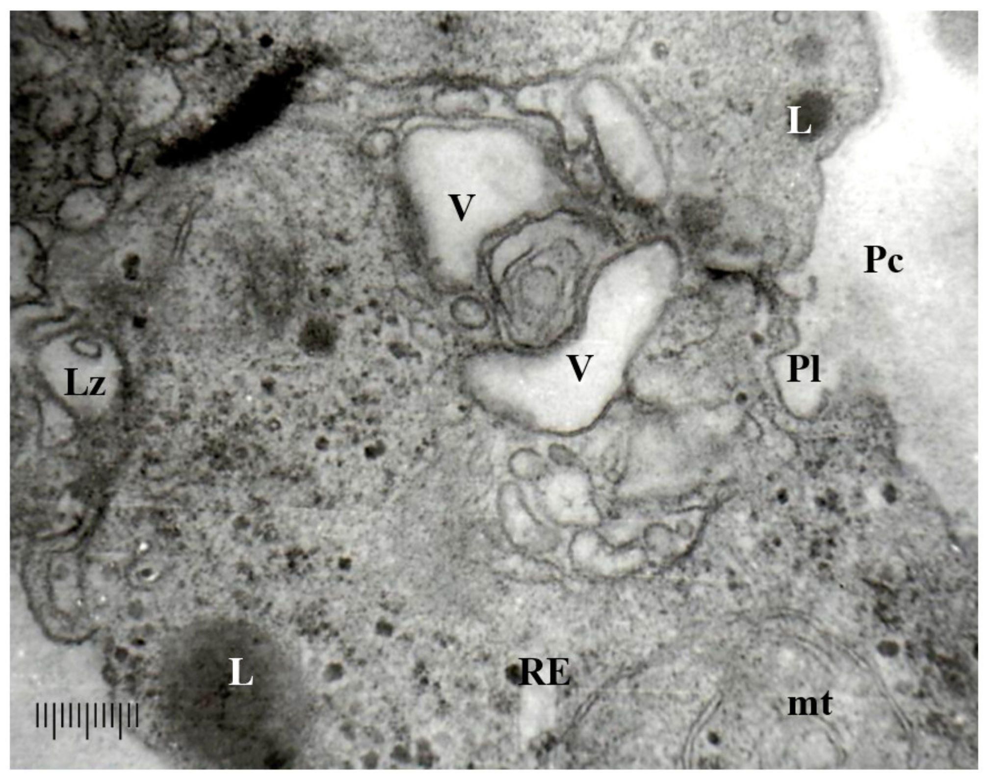 Agronomy 11 00046 g006