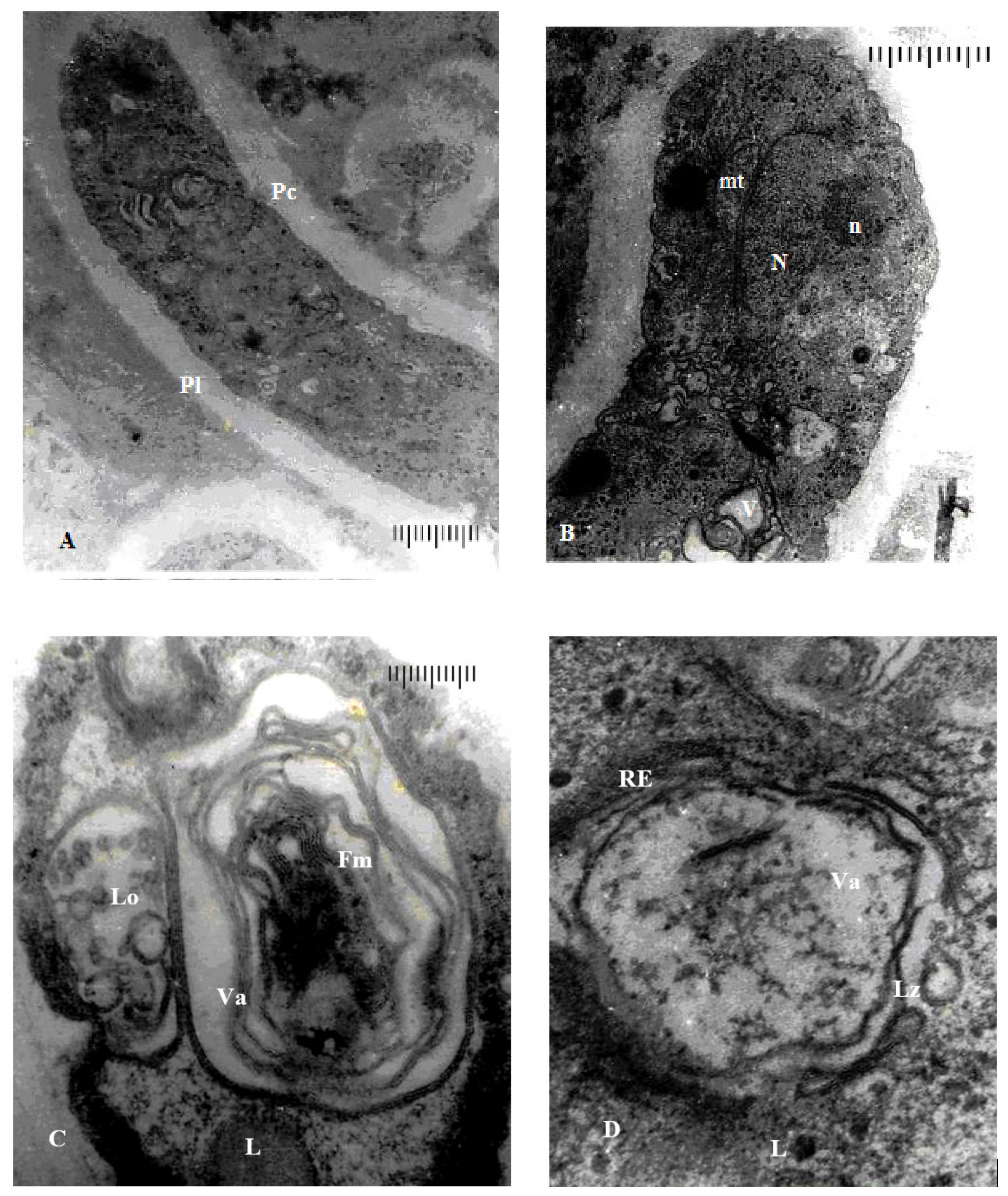 Agronomy 11 00046 g007