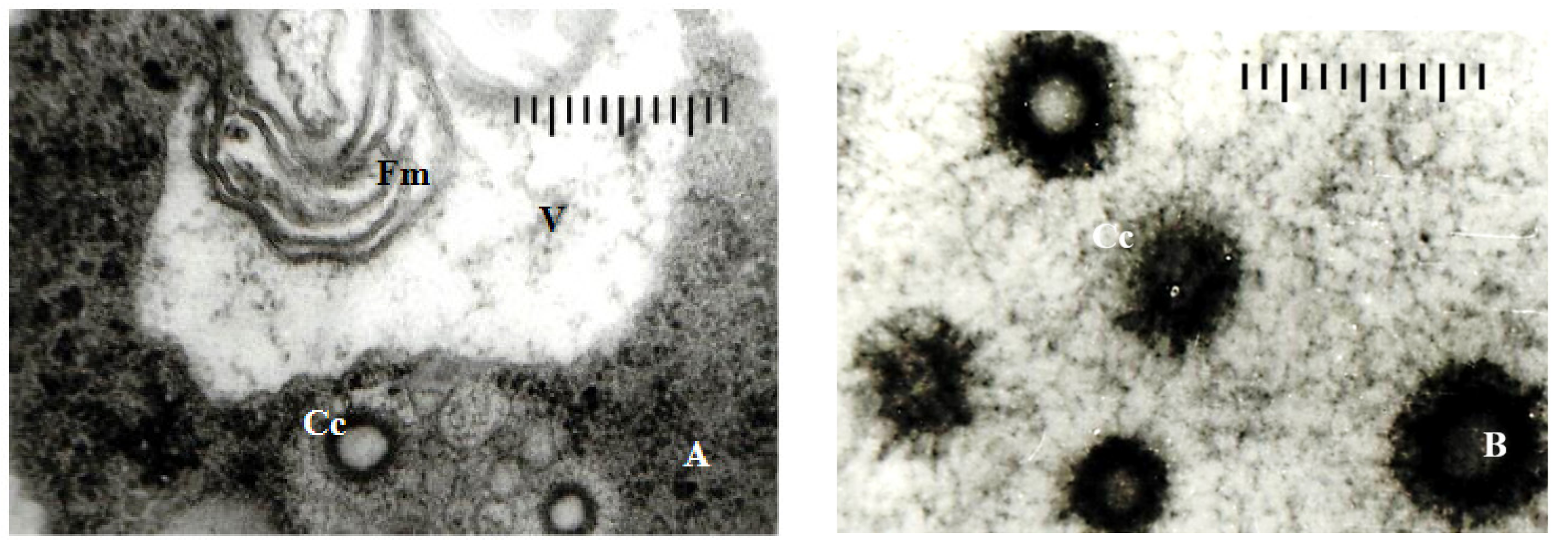 Agronomy 11 00046 g008