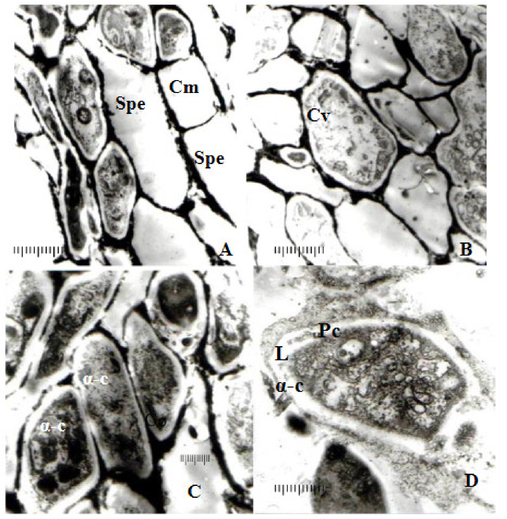 Agronomy 11 00046 g009