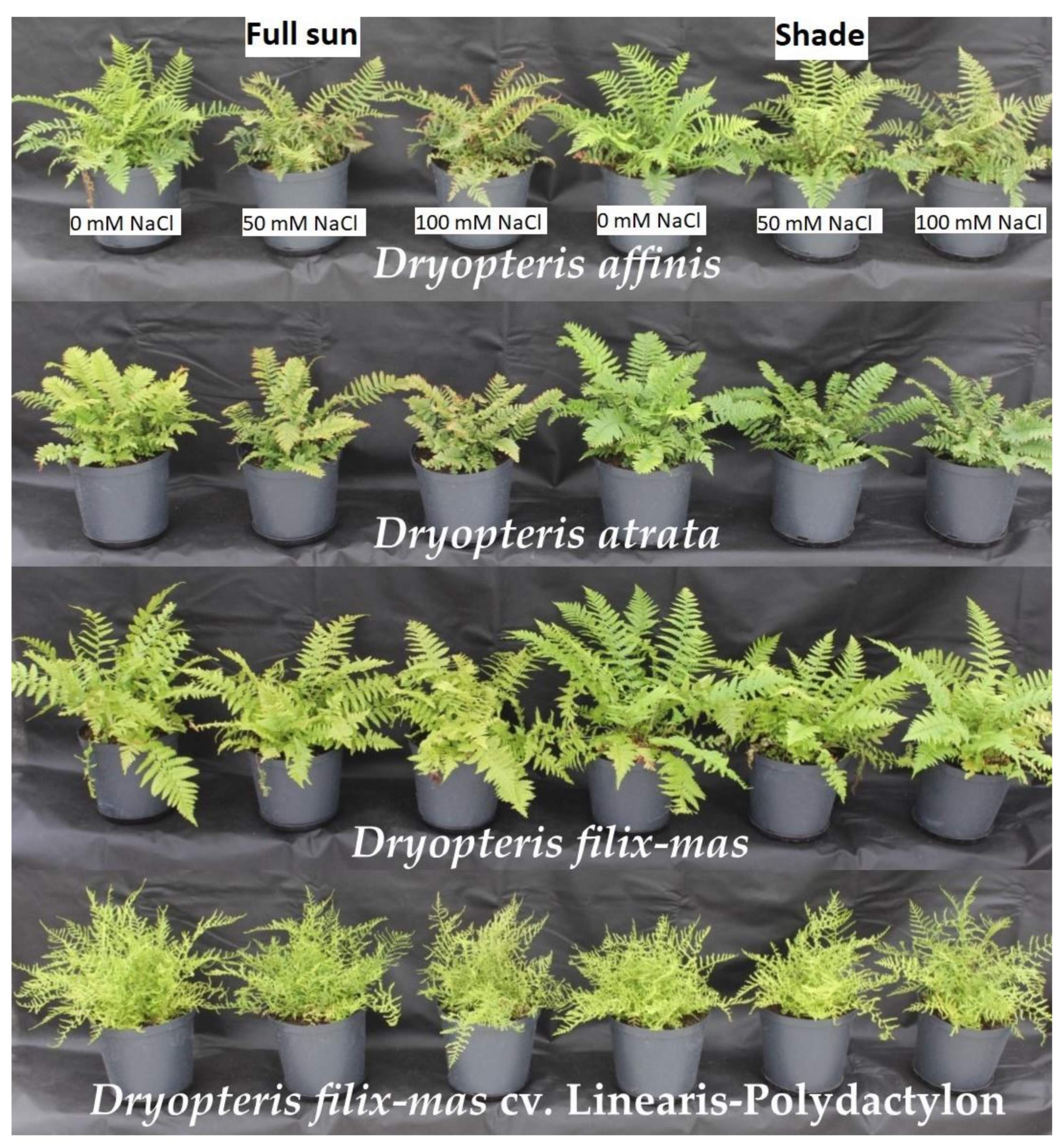 Agronomy 11 00049 g004