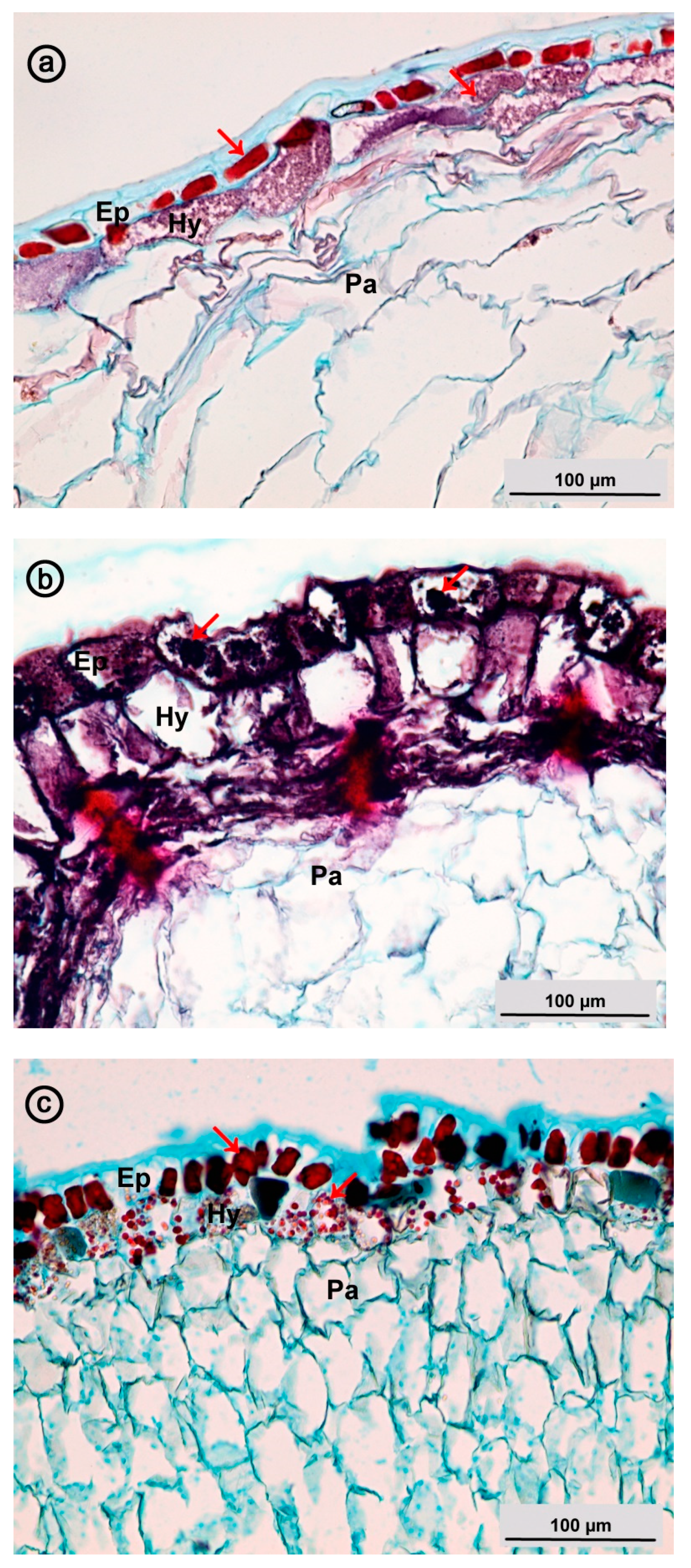 Agronomy 11 00073 g001 Agronomy 11 00073 g001