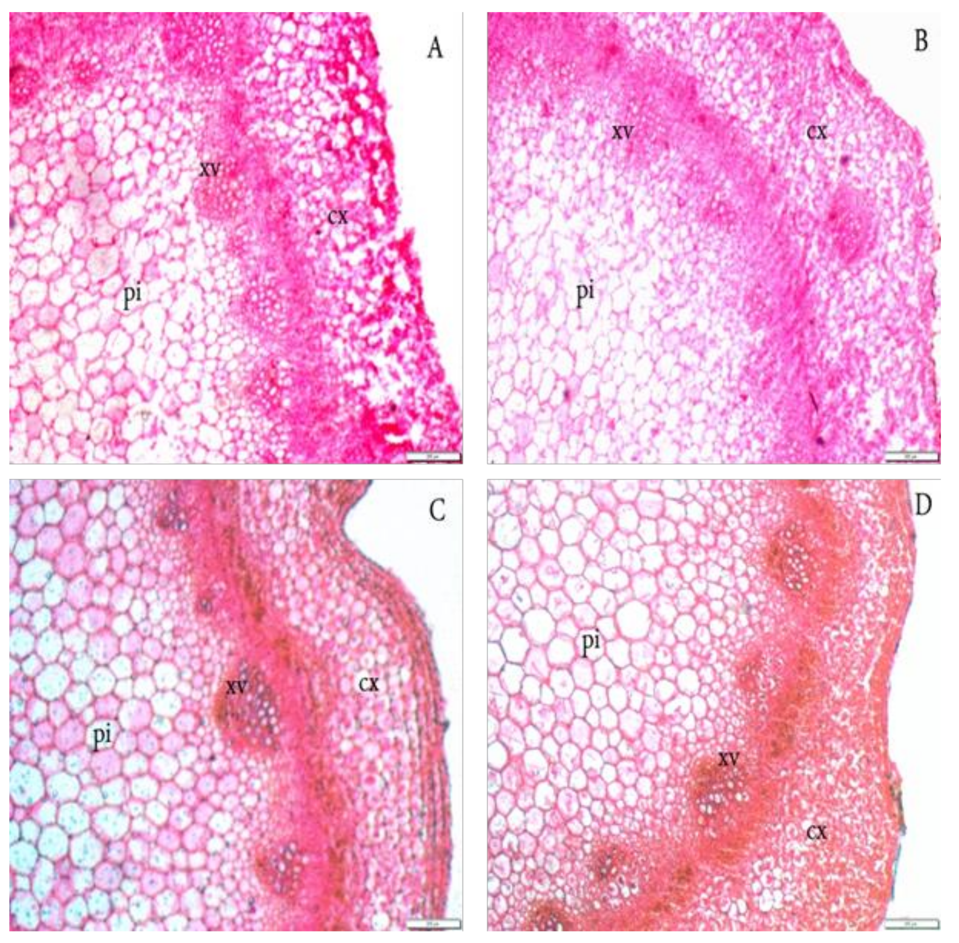 Agronomy 11 00074 g002