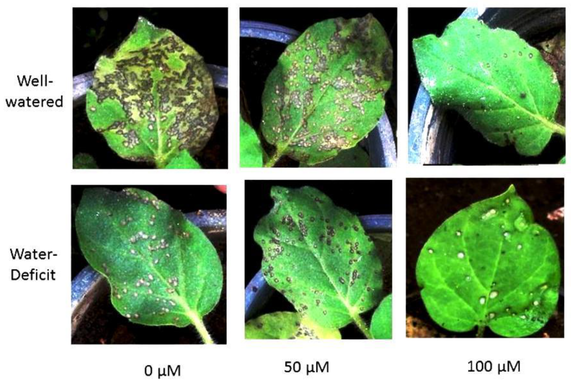 Agronomy 11 00087 g009 Agronomy 11 00087 g009
