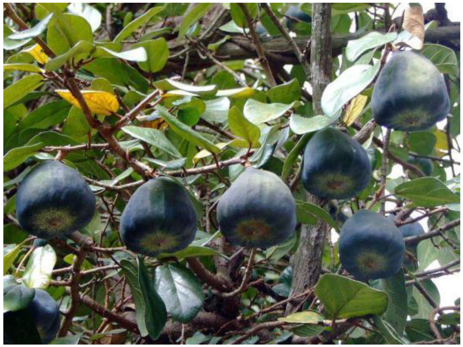 Agronomy 11 00089 g001