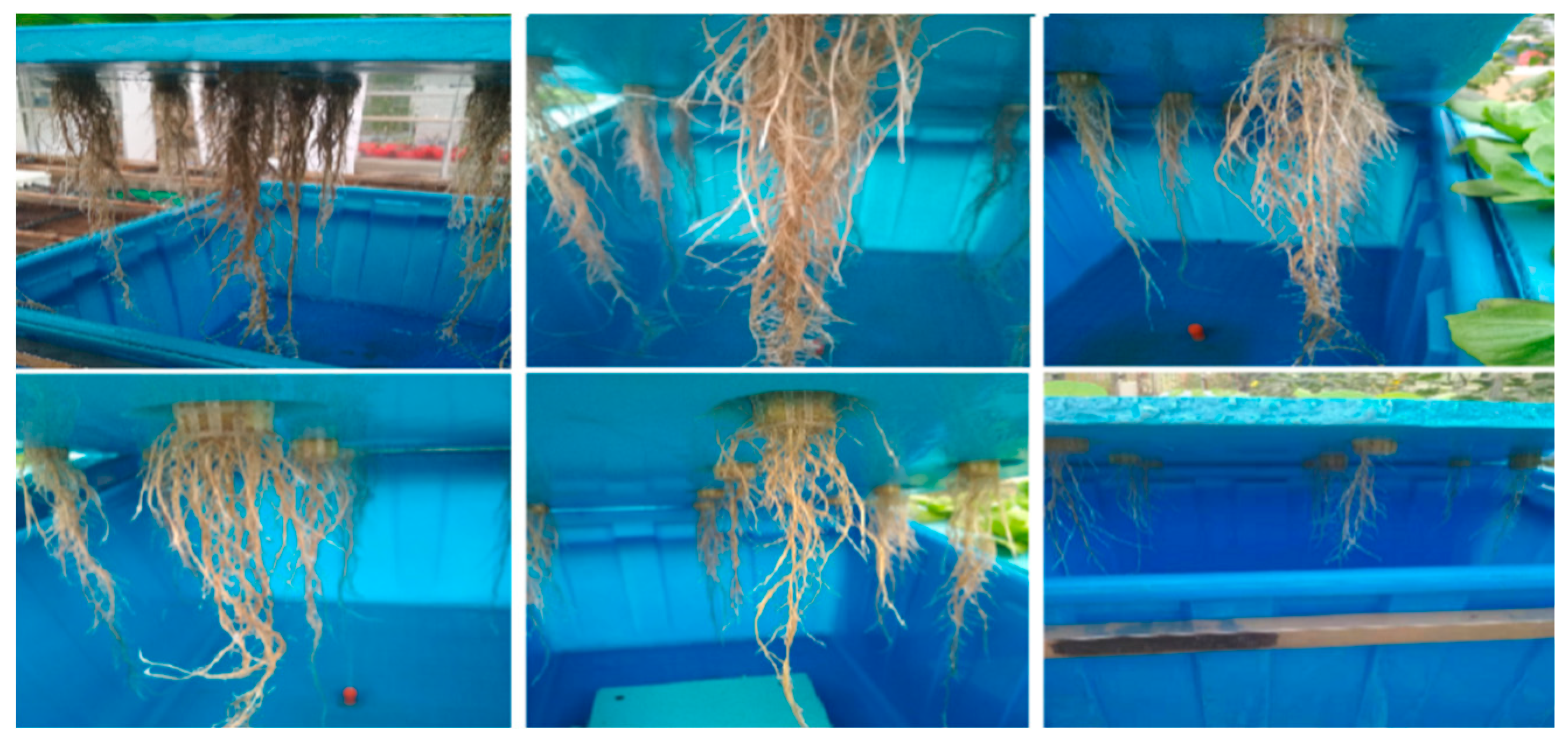 Agronomy 11 00097 g004