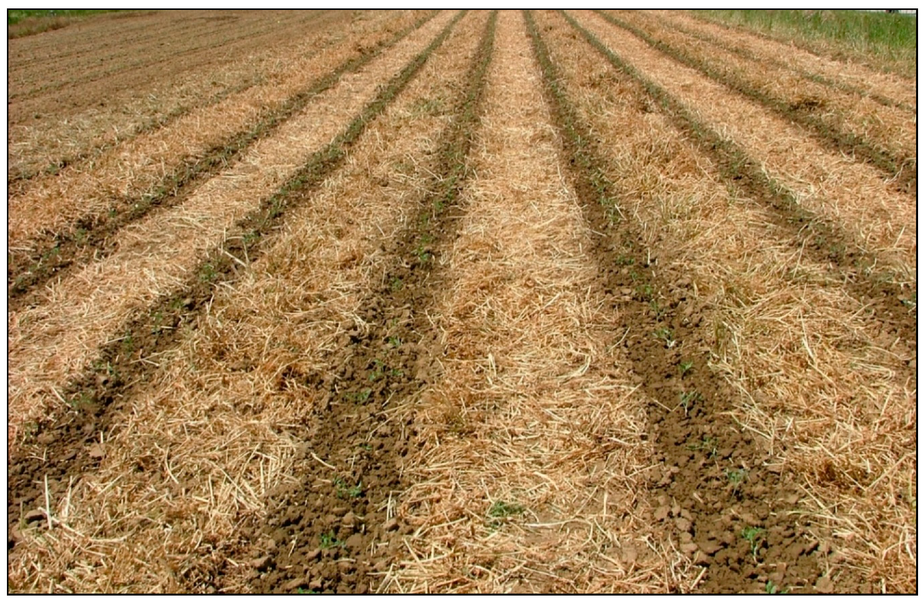 Agronomy 11 00106 g004 Agronomy 11 00106 g004