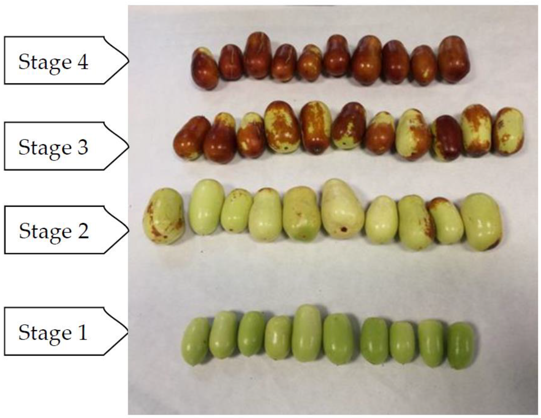 Agronomy Free Full Text Physicochemical And Antioxidant Capacity Of Jujube Ziziphus Jujuba Mill At Different Maturation Stages Html Agronomy Free Full Text Physicochemical And Antioxidant Capacity Of Jujube Ziziphus Jujuba Mill At Different Maturation Stages Html