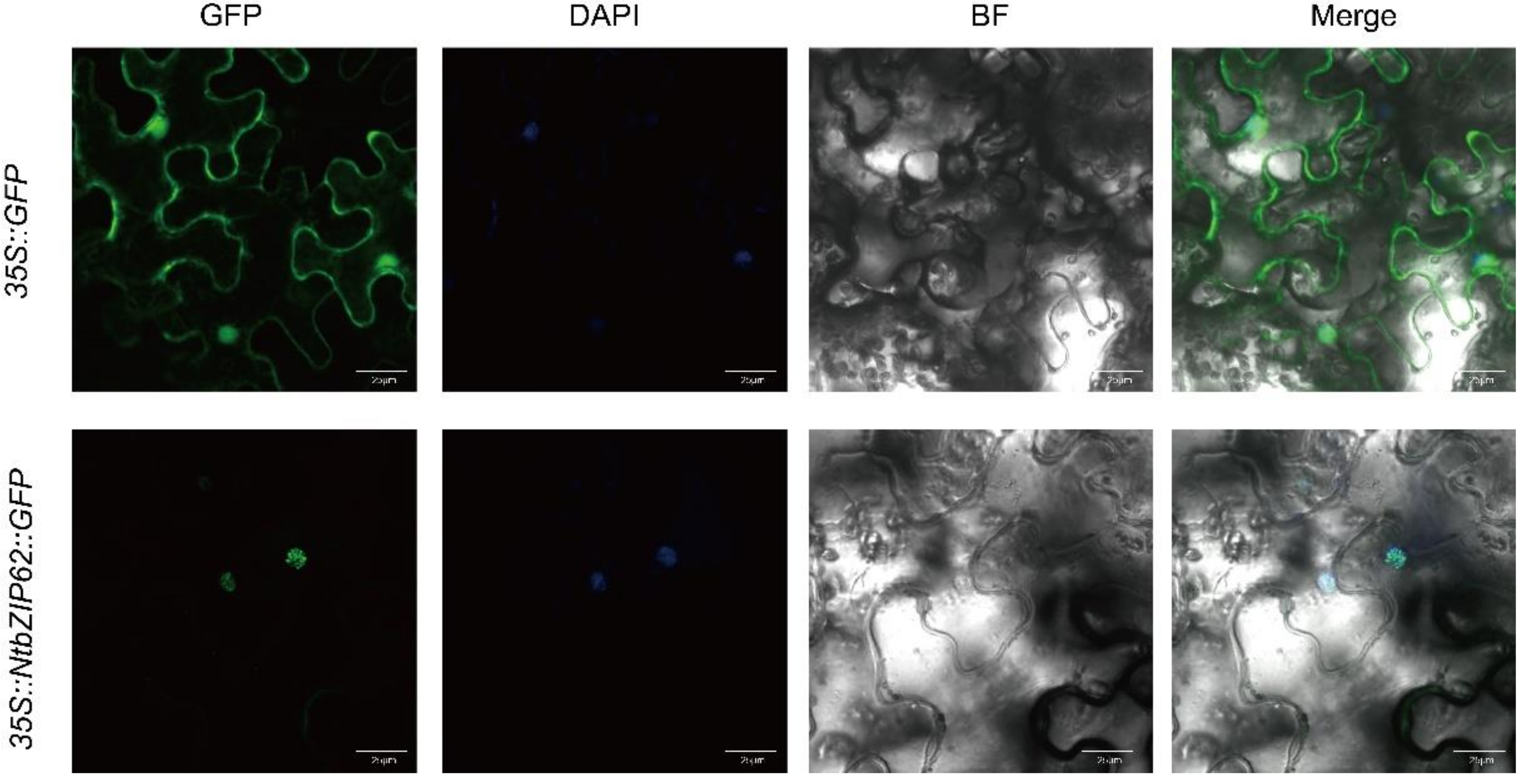 Agronomy 11 00148 g008