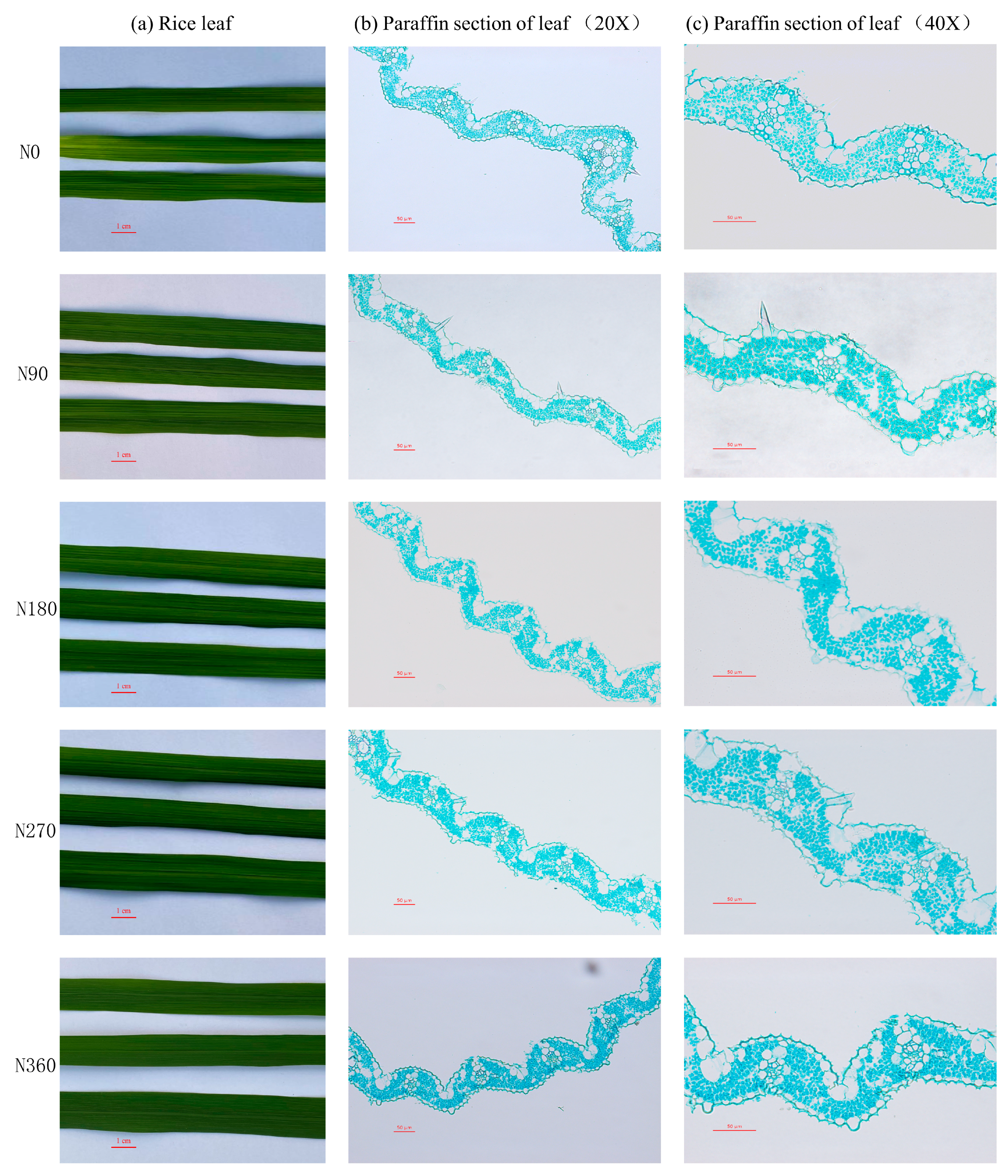 Agronomy 11 00158 g003