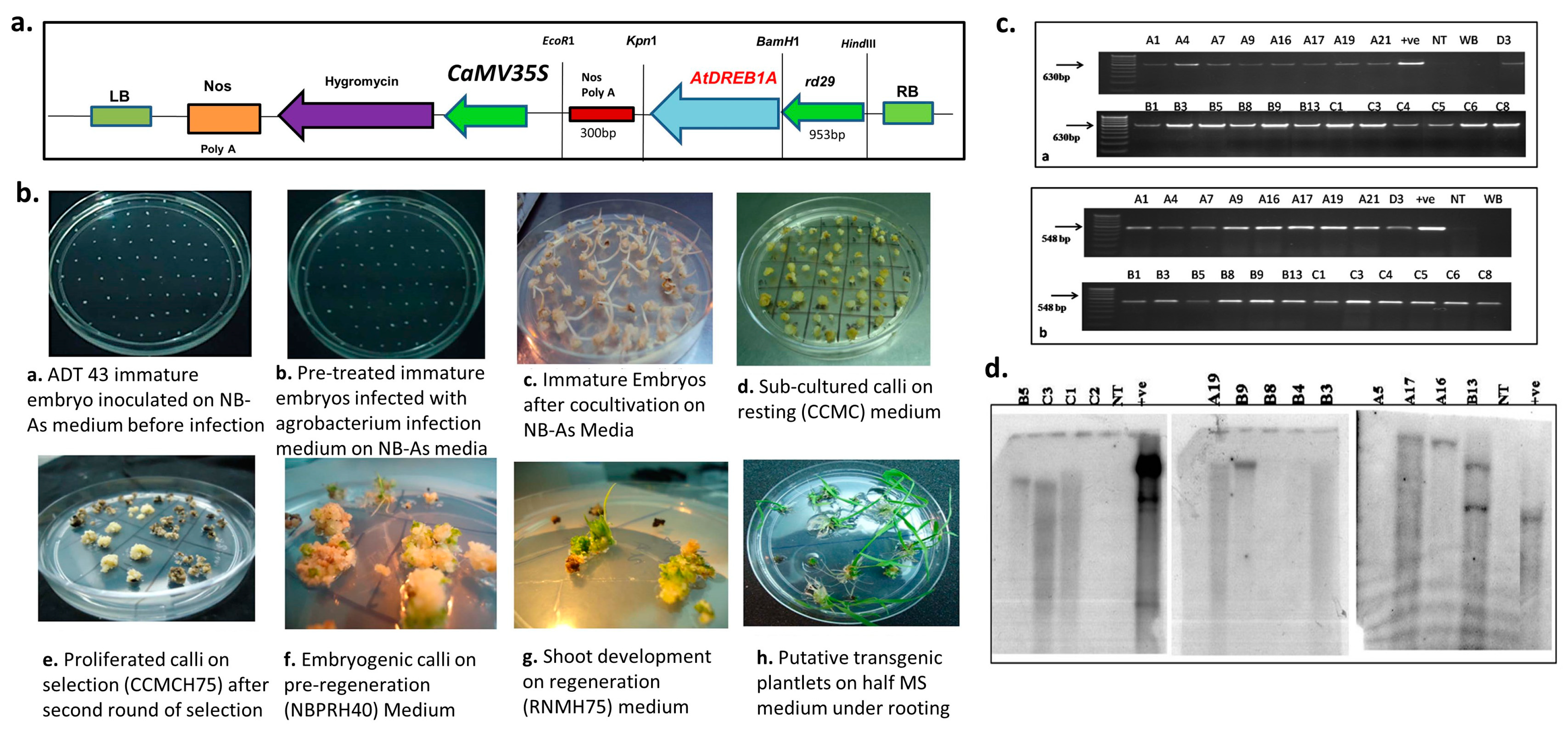 Agronomy 11 00159 g001 Agronomy 11 00159 g001