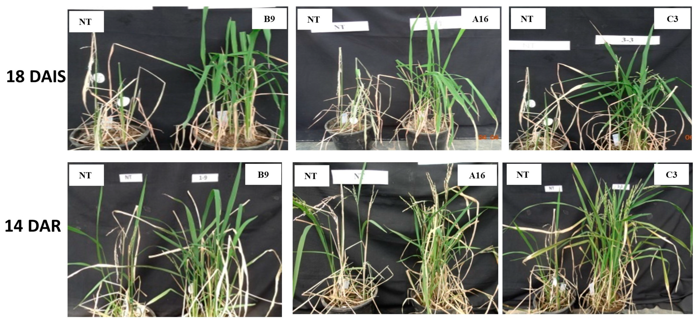 Agronomy 11 00159 g002 Agronomy 11 00159 g002