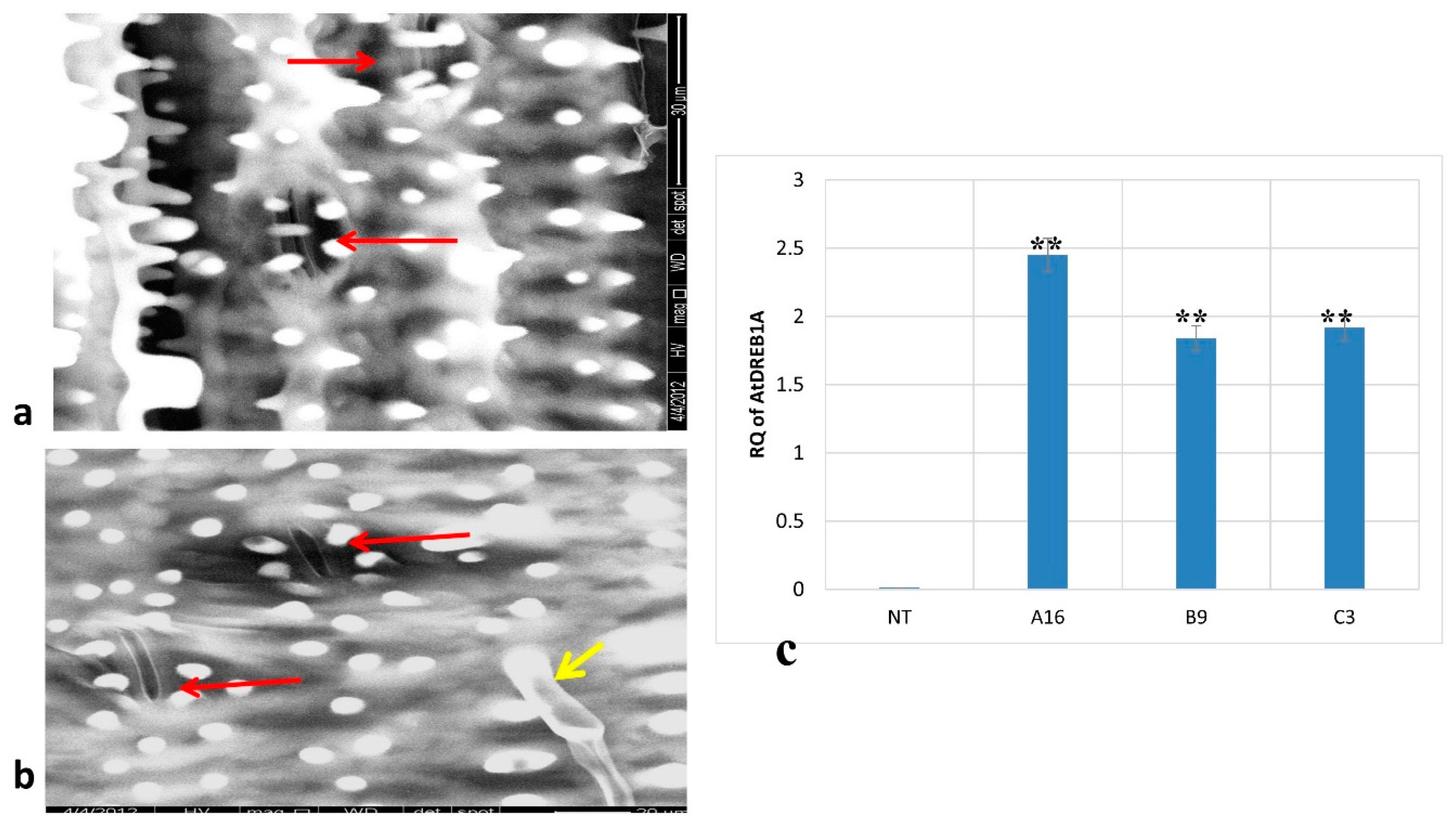 Agronomy 11 00159 g004 Agronomy 11 00159 g004