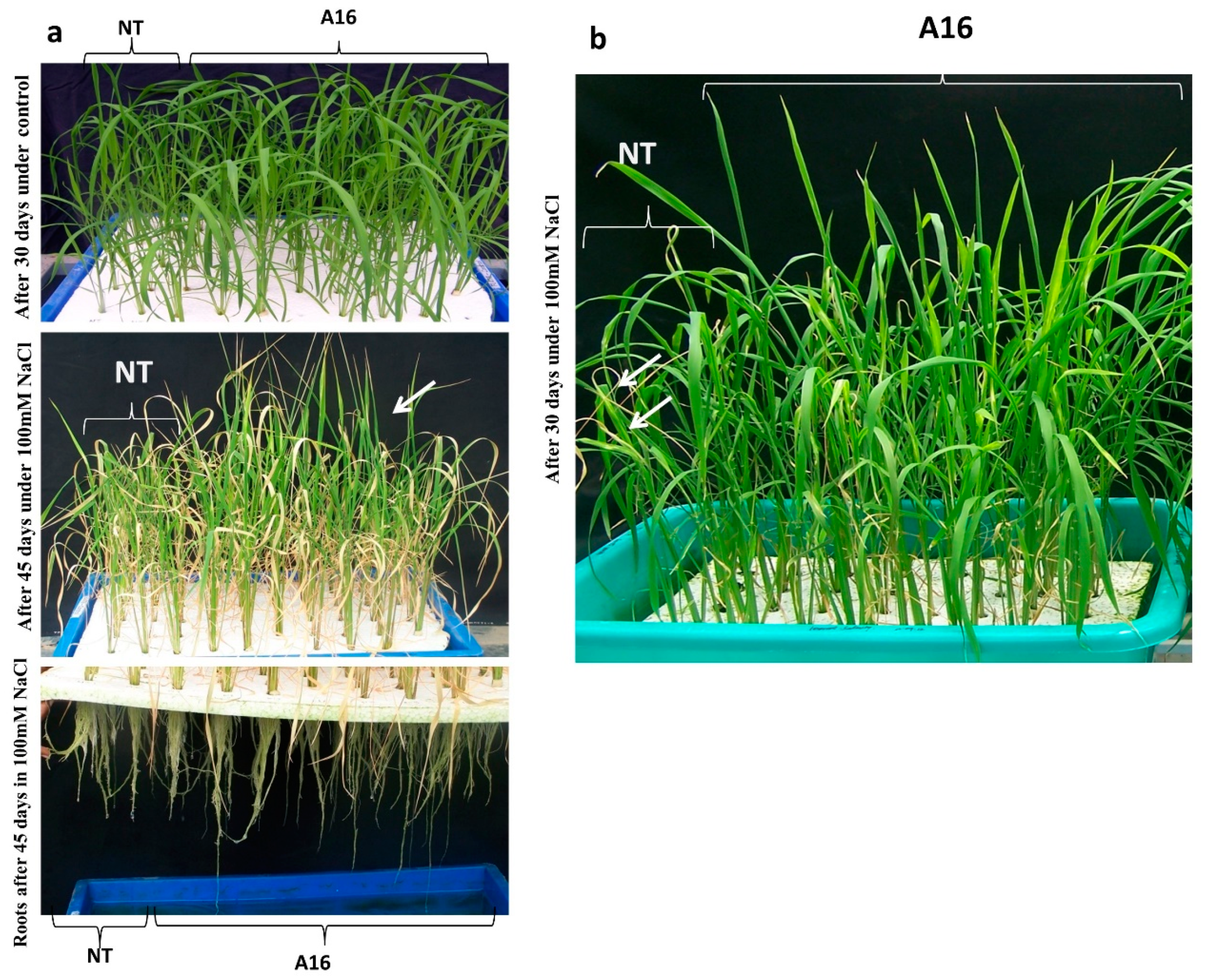 Agronomy 11 00159 g009 Agronomy 11 00159 g009
