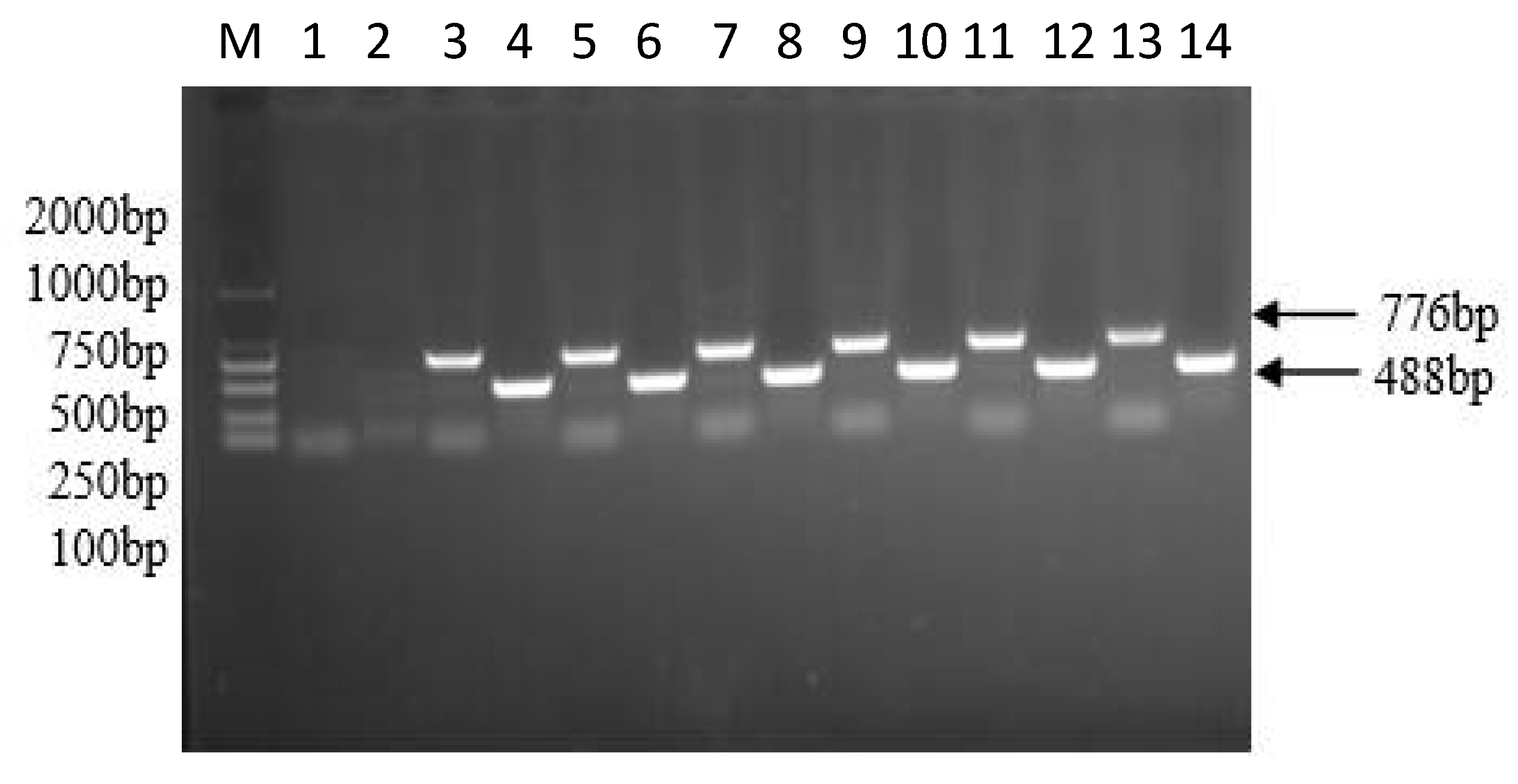 Agronomy 11 00170 g003 Agronomy 11 00170 g003
