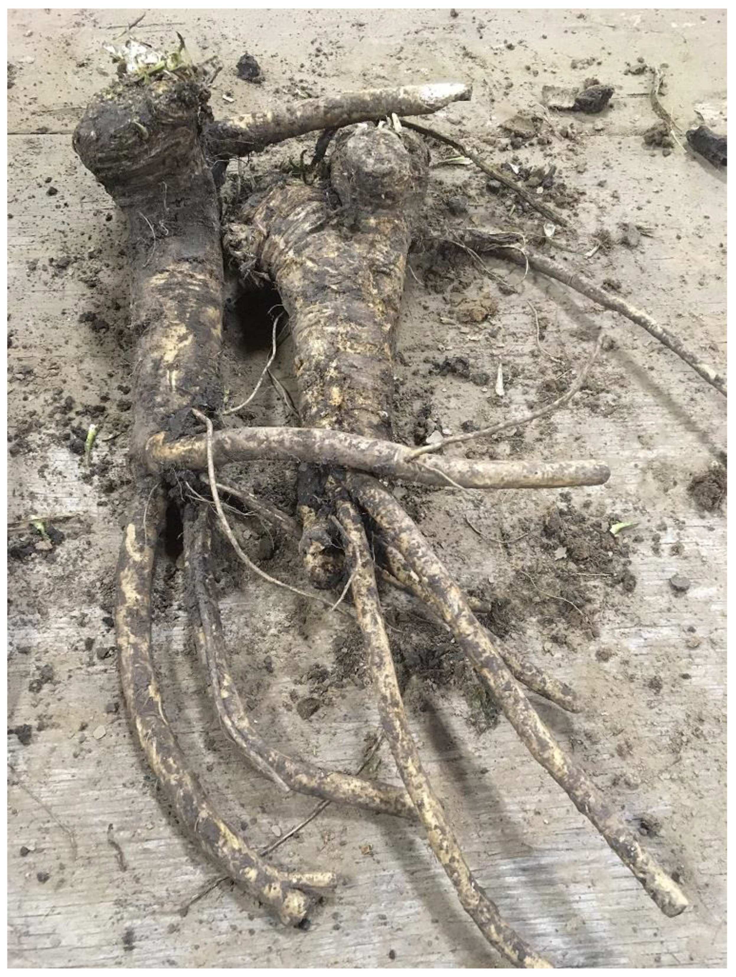 Agronomy 11 00175 g003 Agronomy 11 00175 g003