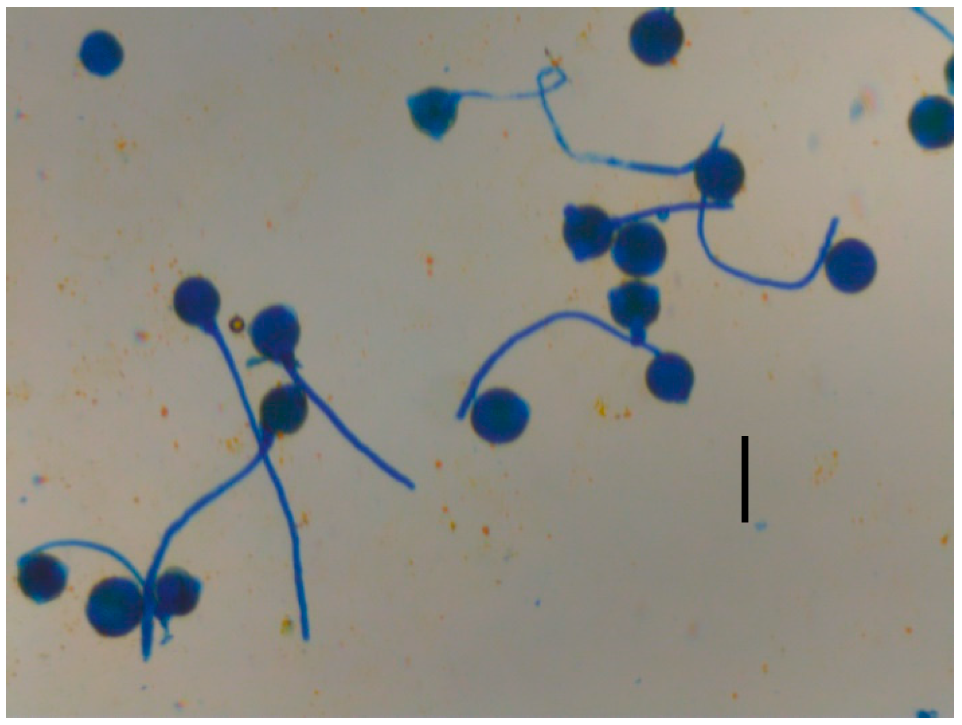 Agronomy 11 00190 g001