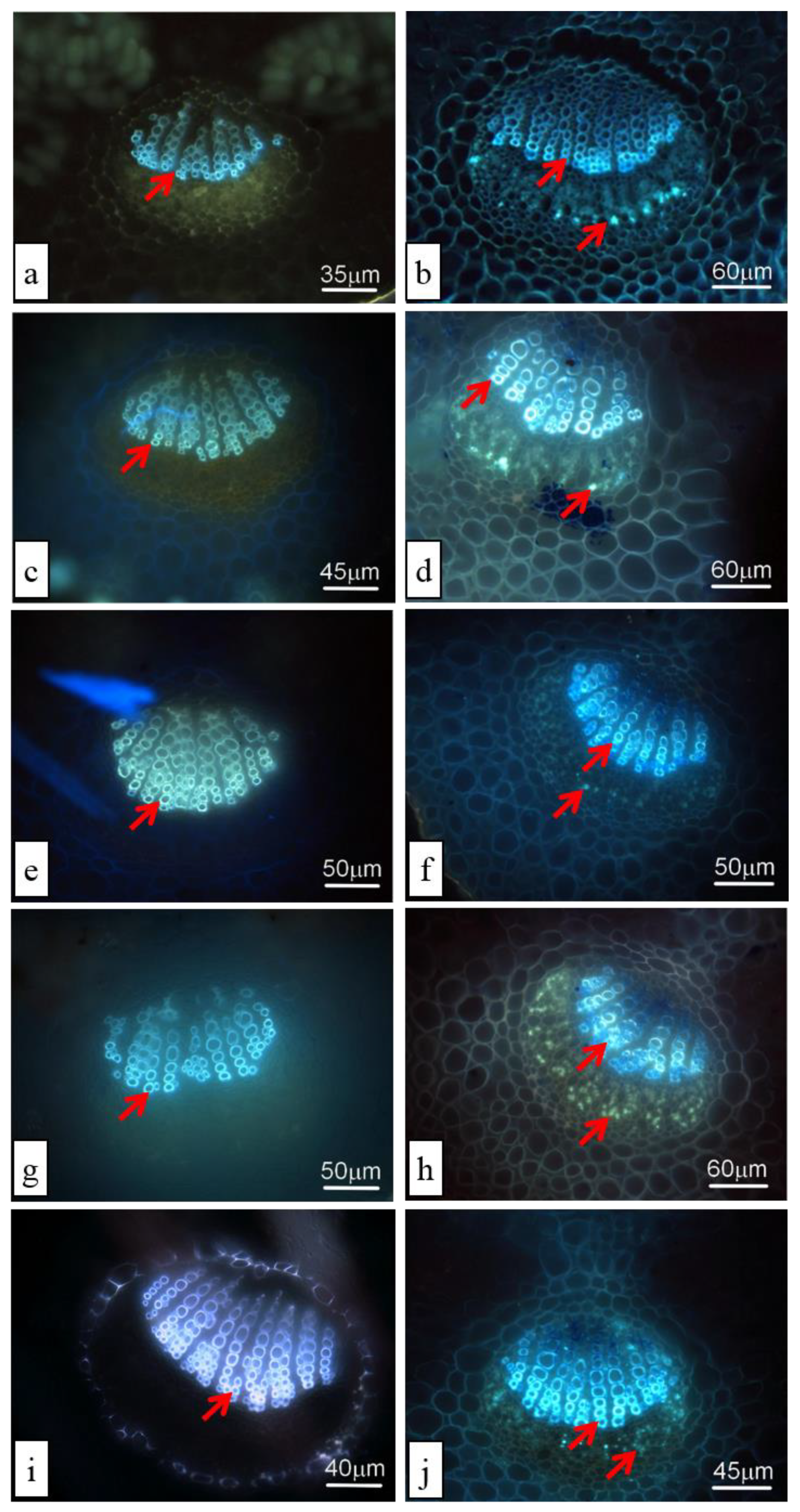 Agronomy 11 00195 g003 Agronomy 11 00195 g003