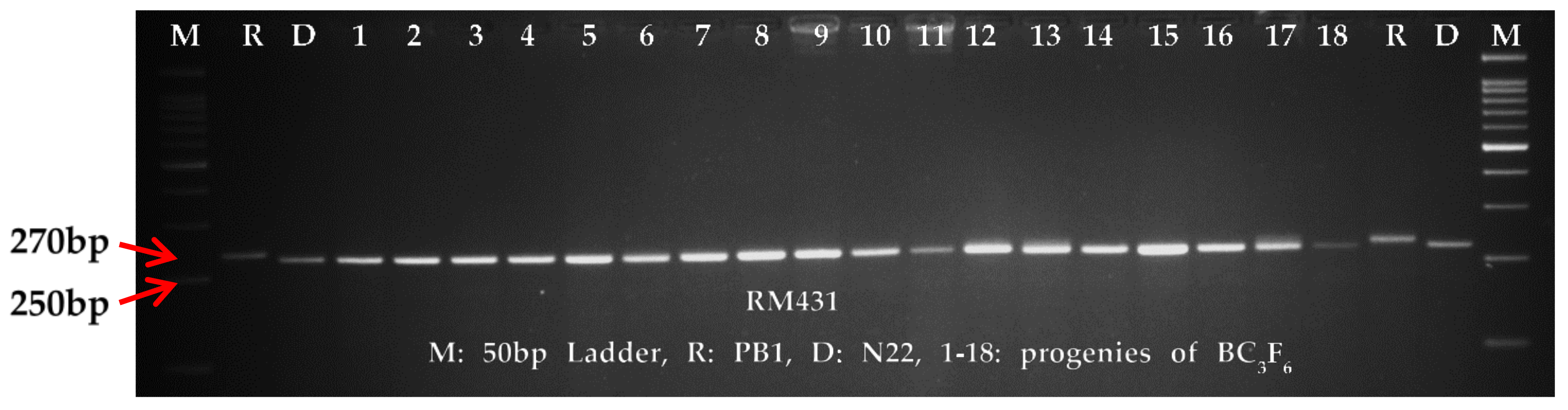 Agronomy 11 00202 g002