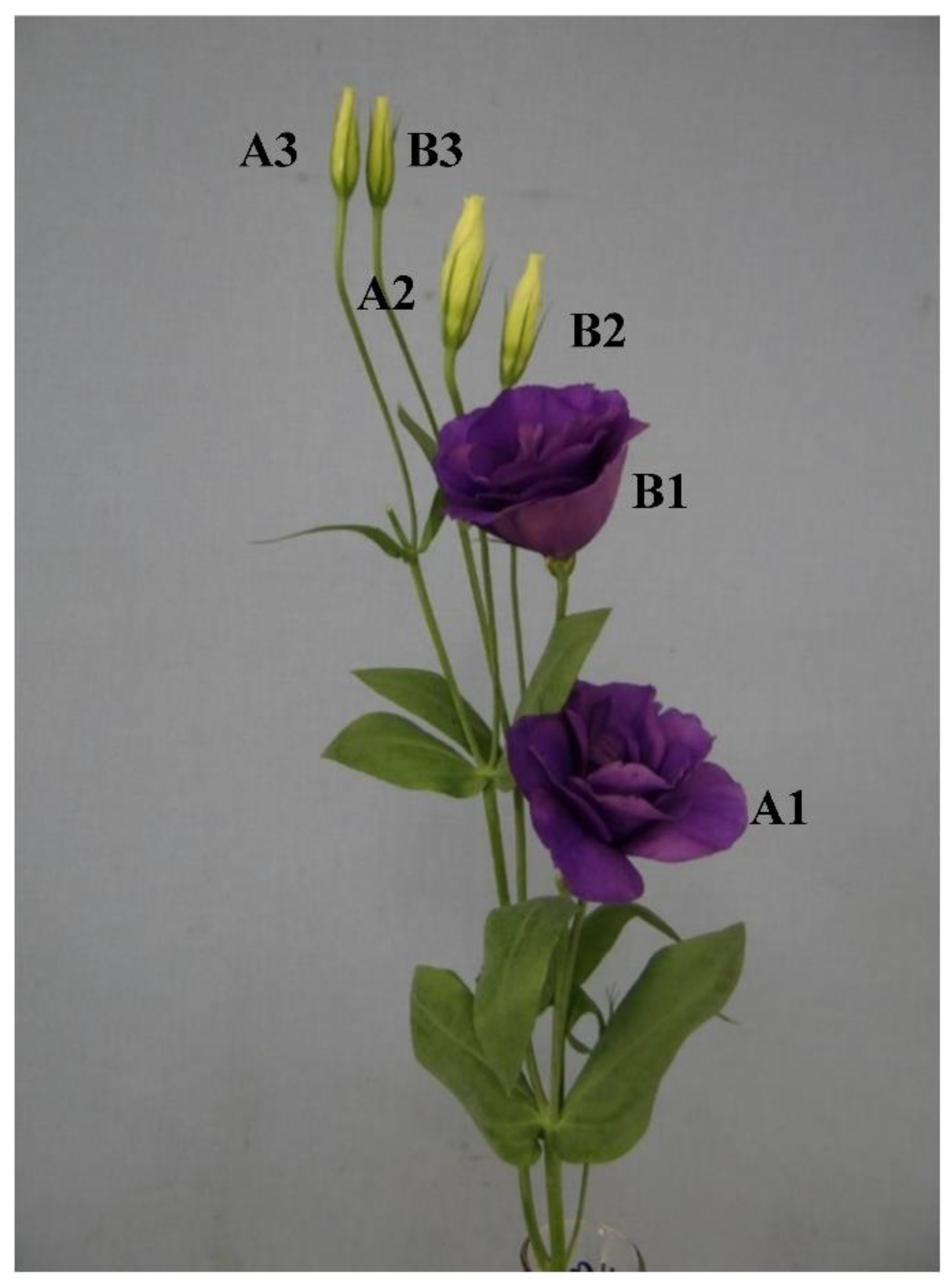 Agronomy 11 00215 g001