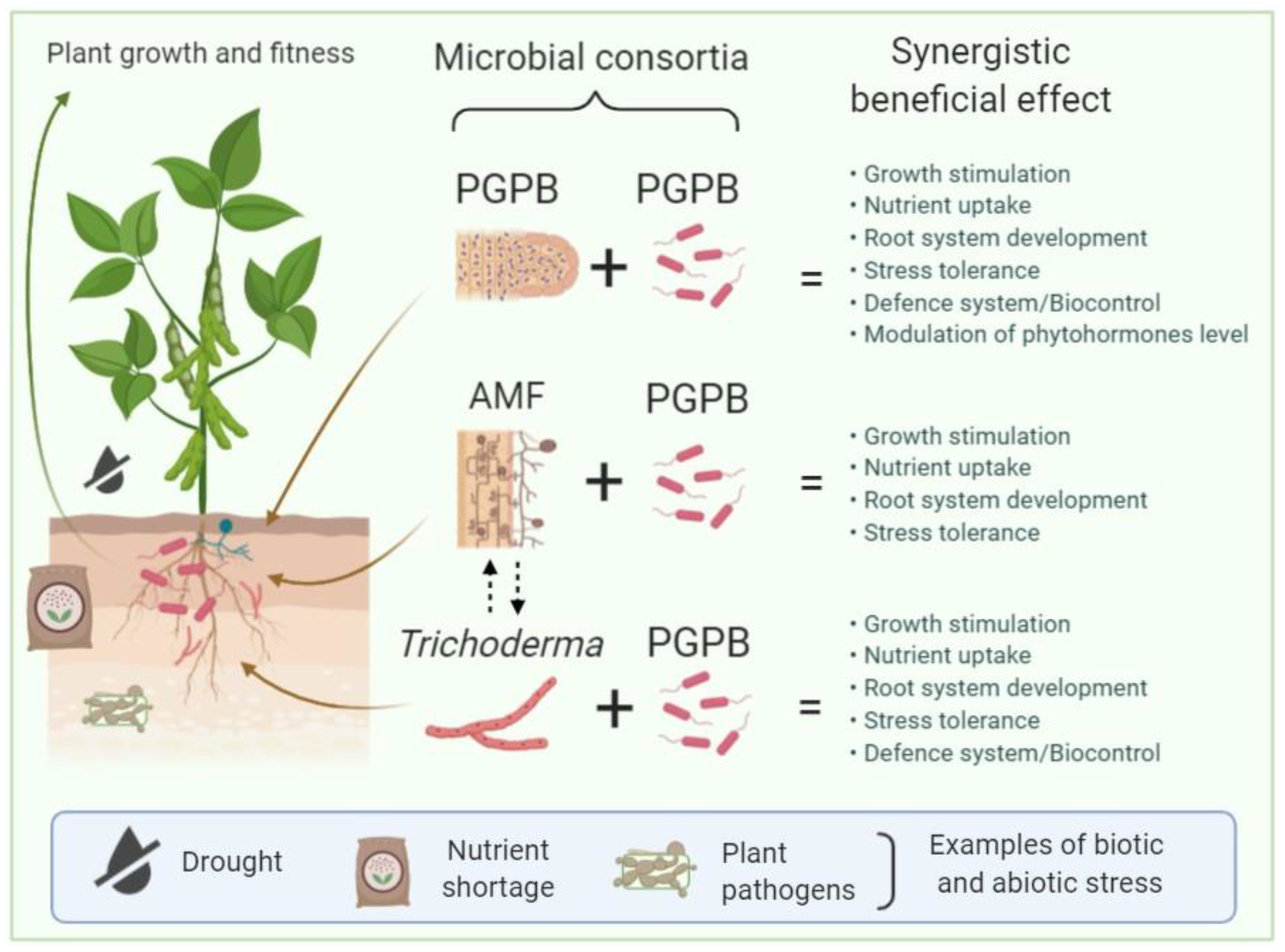 Agronomy   Free Full Text   Plant Growth Stimulation by Microbial ...
