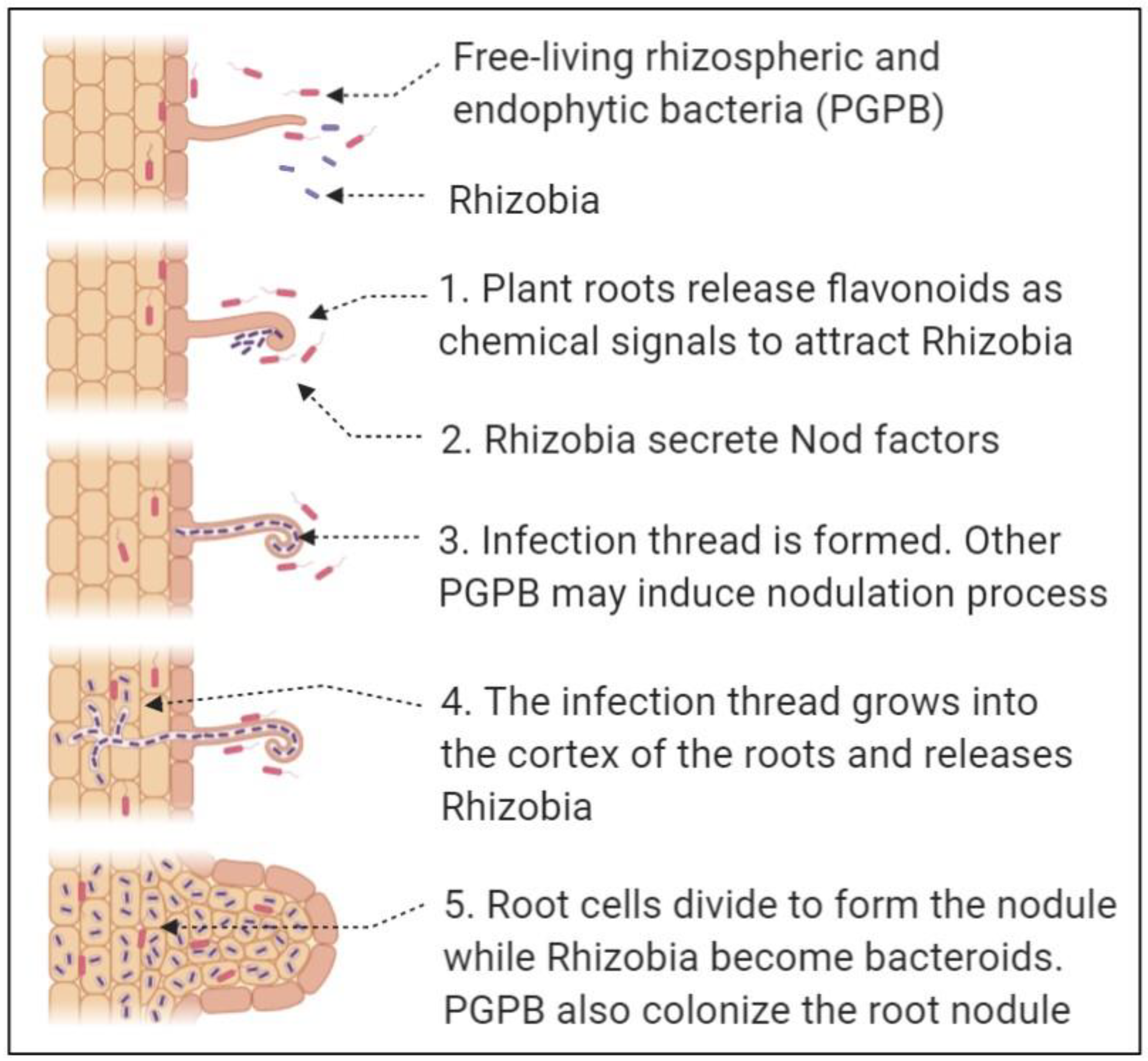 Agronomy 11 00219 g003 Agronomy 11 00219 g003
