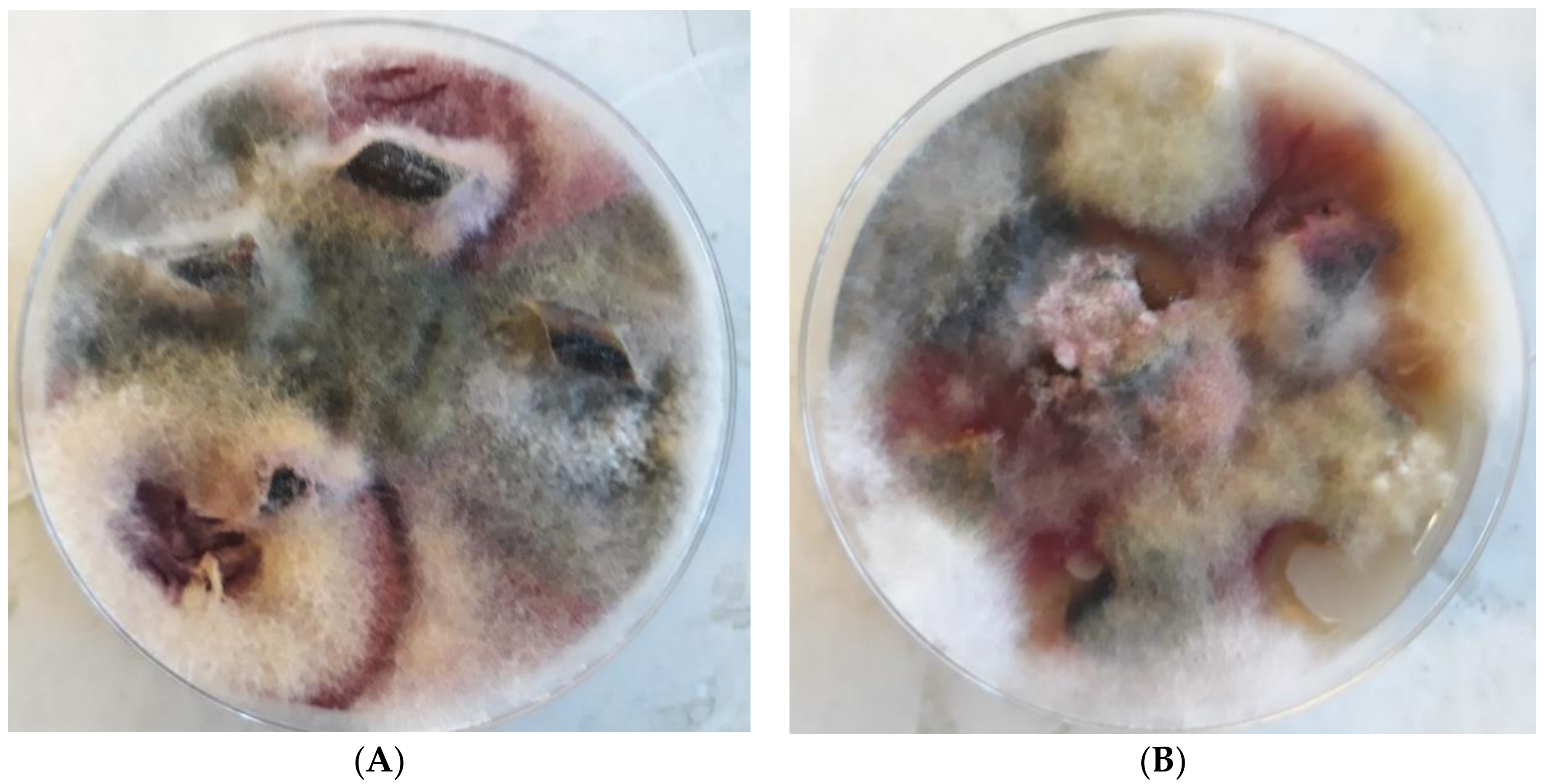 Agronomy 11 00234 g010 Agronomy 11 00234 g010