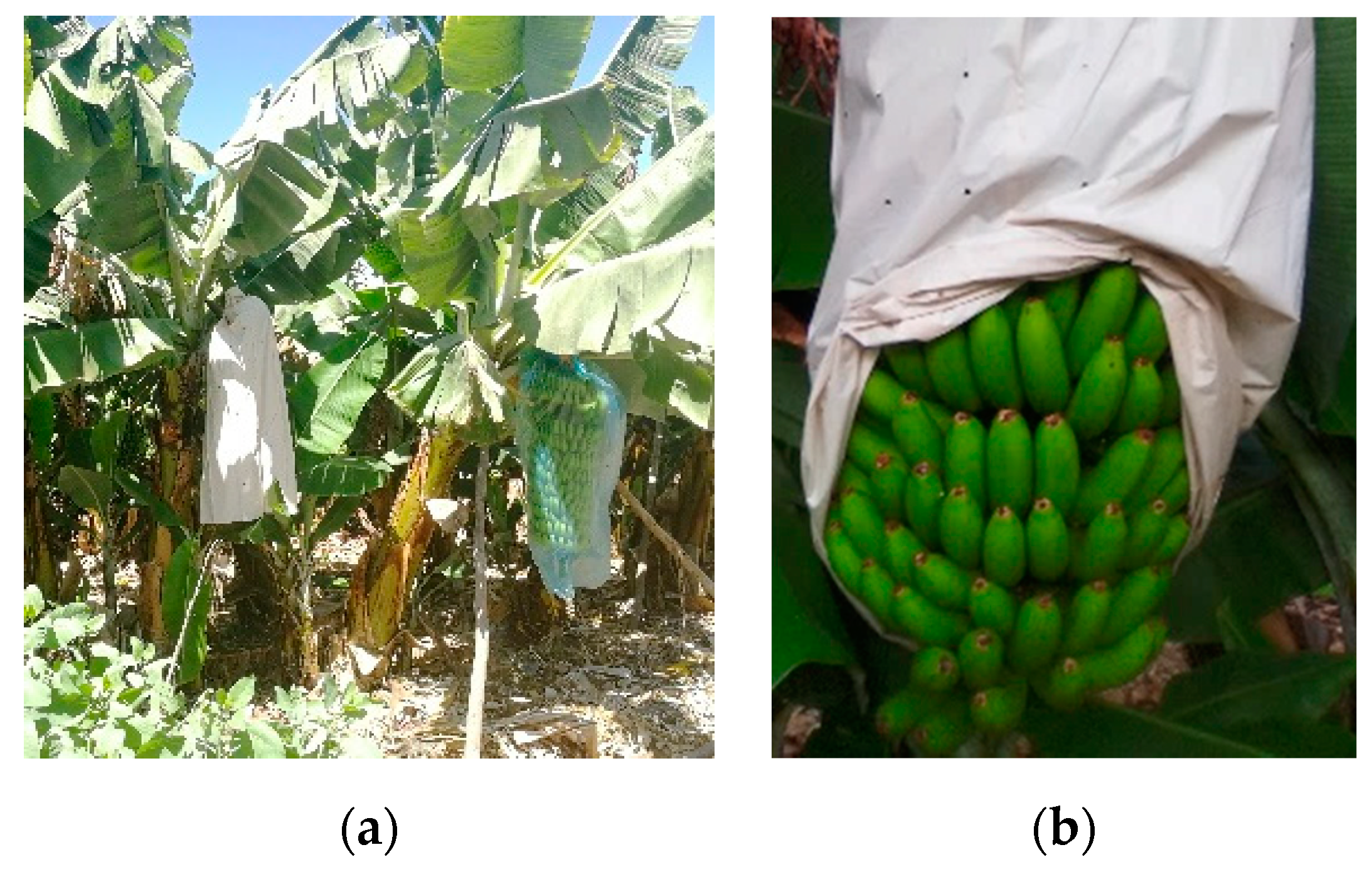 Agronomy 11 00242 g009 Agronomy 11 00242 g009