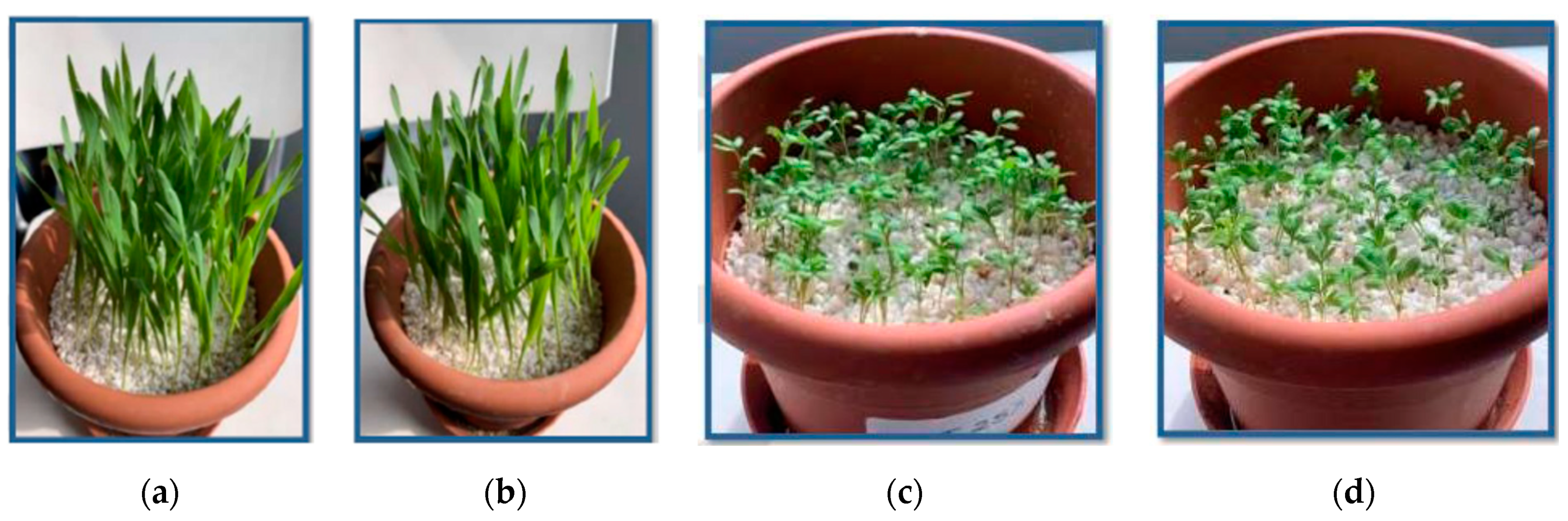 Agronomy 11 00242 g010 Agronomy 11 00242 g010