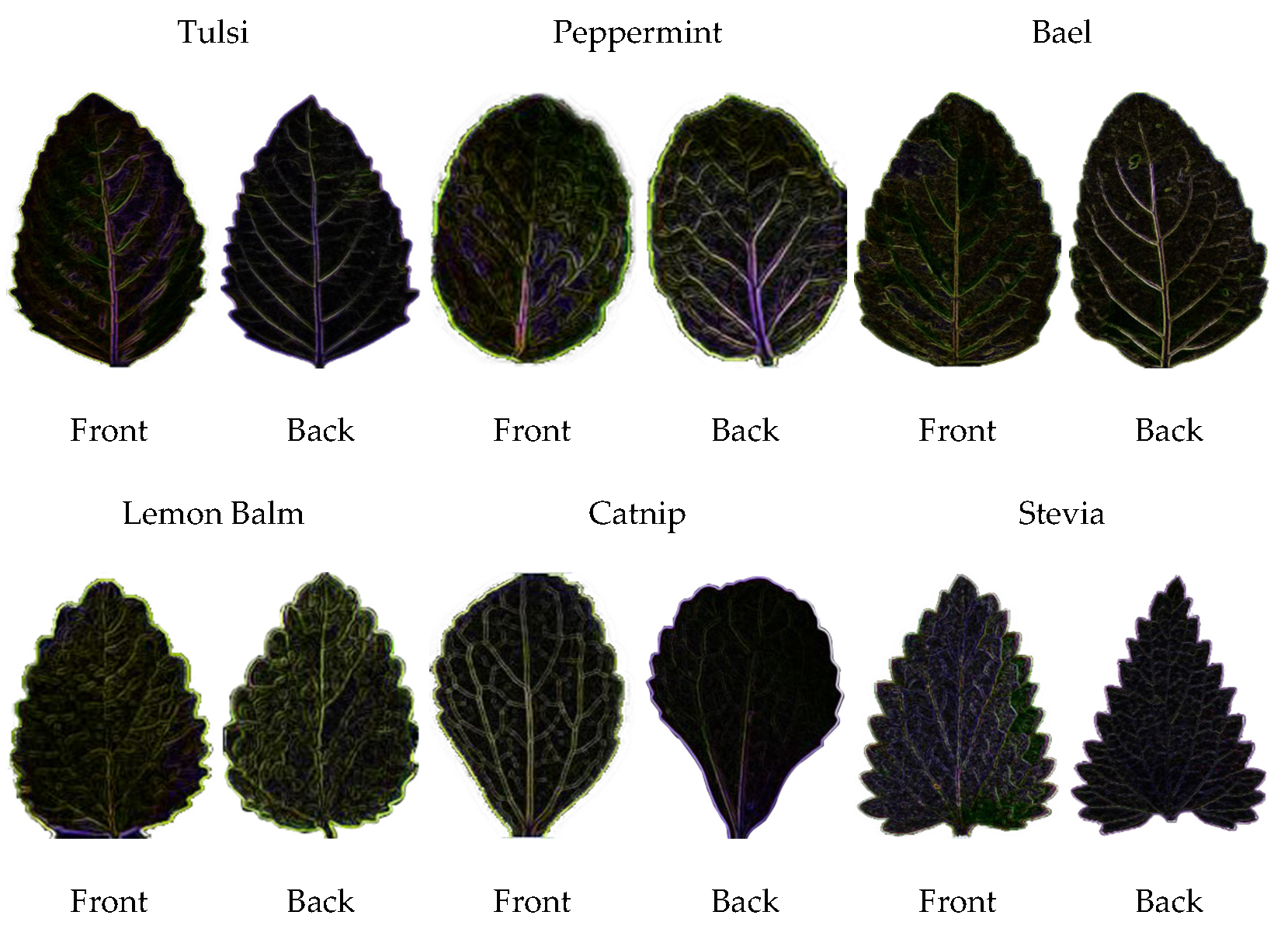 Agronomy 11 00263 g003