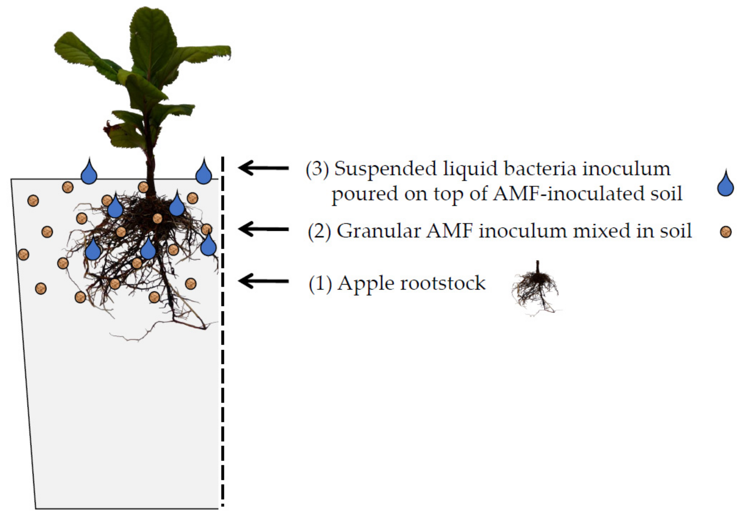 Agronomy 11 00272 g002