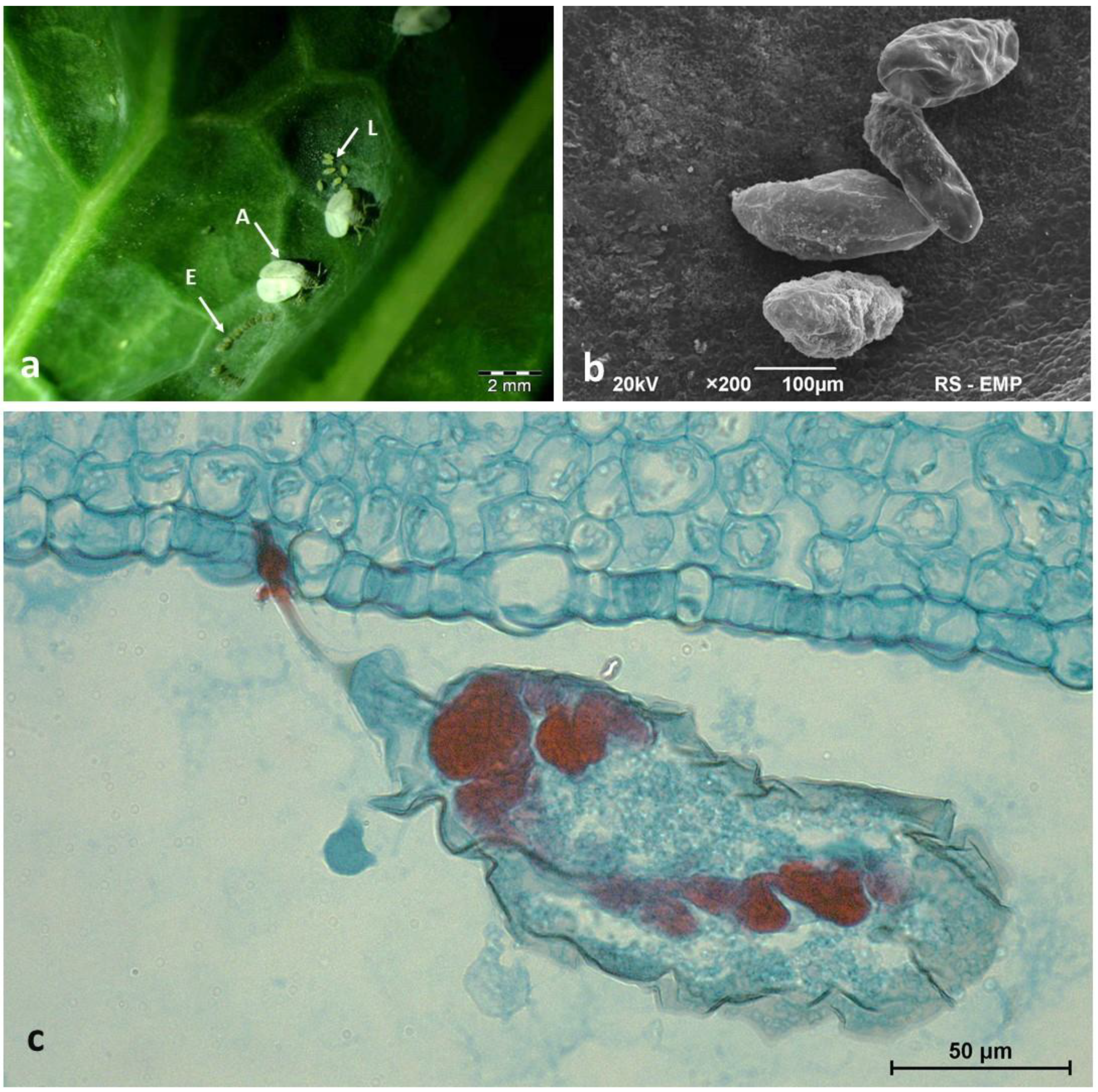 Agronomy 11 00275 g002 Agronomy 11 00275 g002