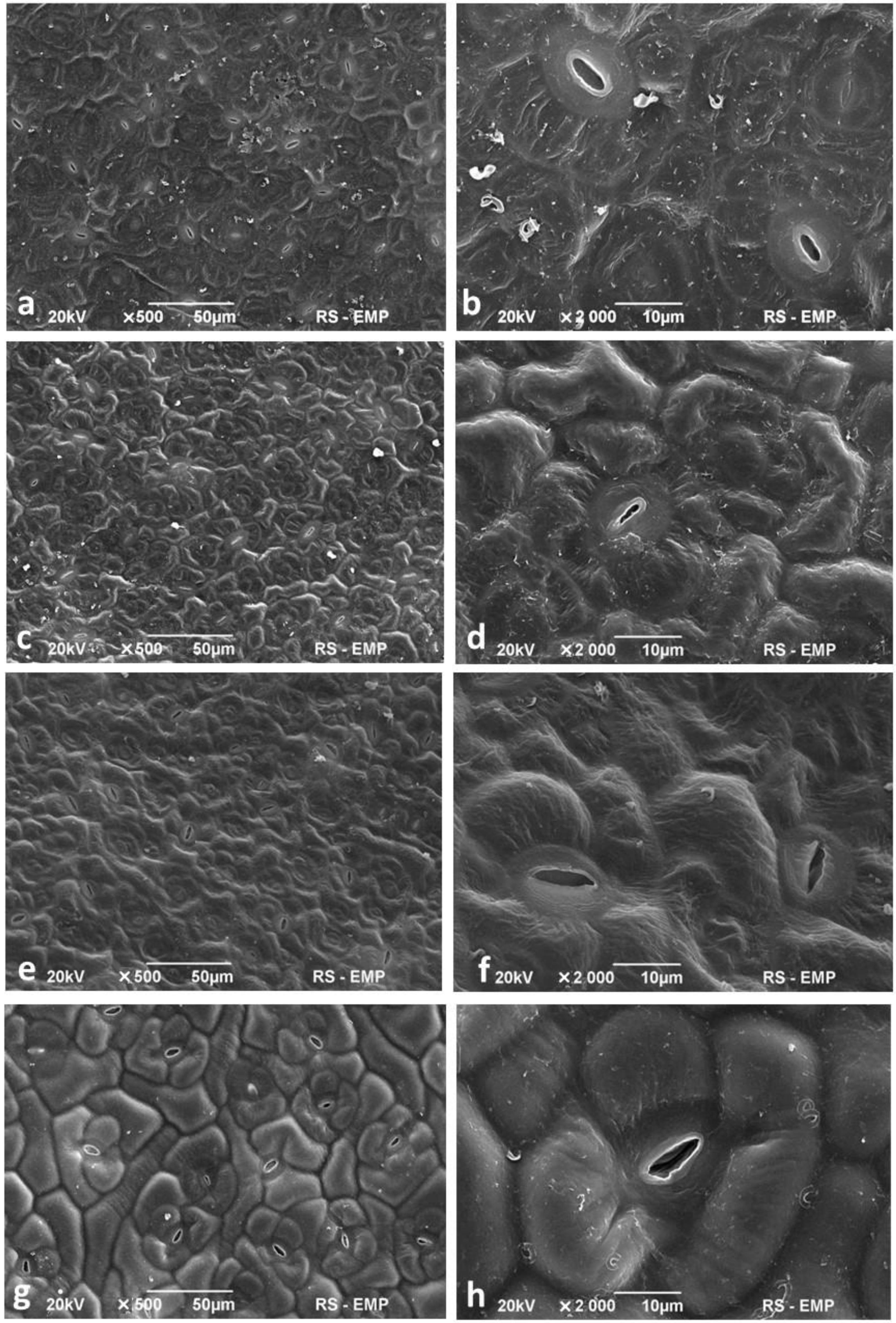 Agronomy 11 00275 g003 Agronomy 11 00275 g003