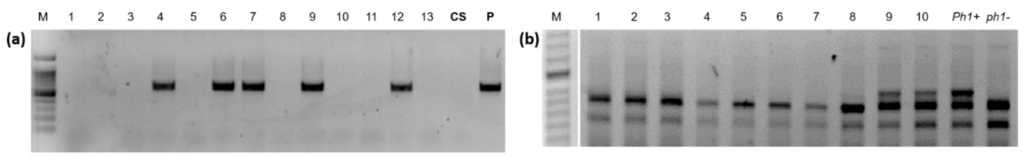 Agronomy 11 00277 g002