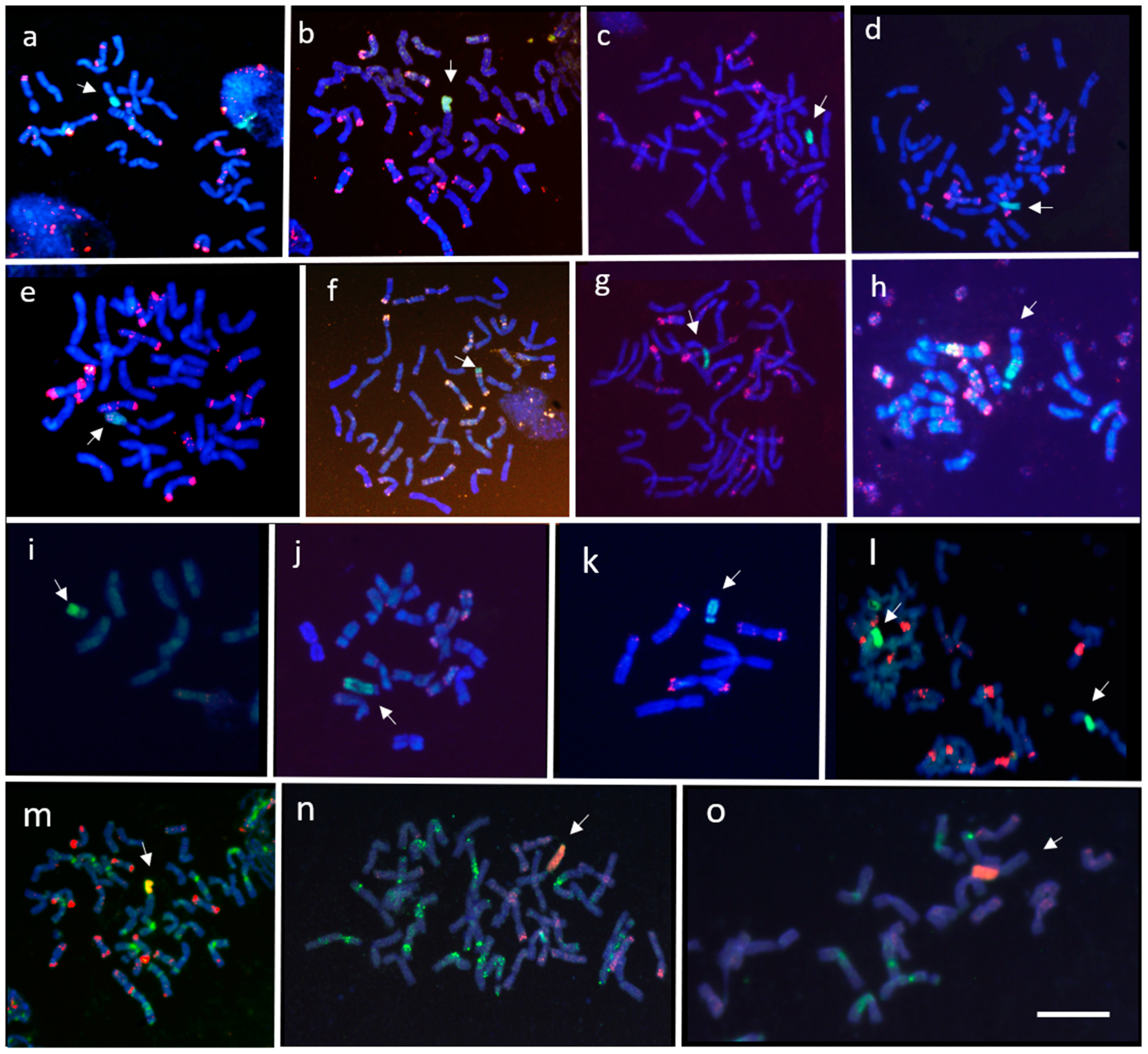 Agronomy 11 00277 g003