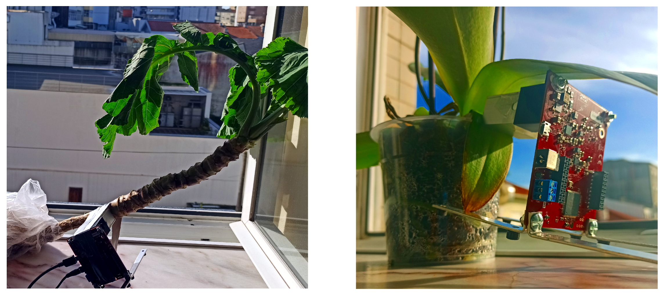 Agronomy 11 00279 g008