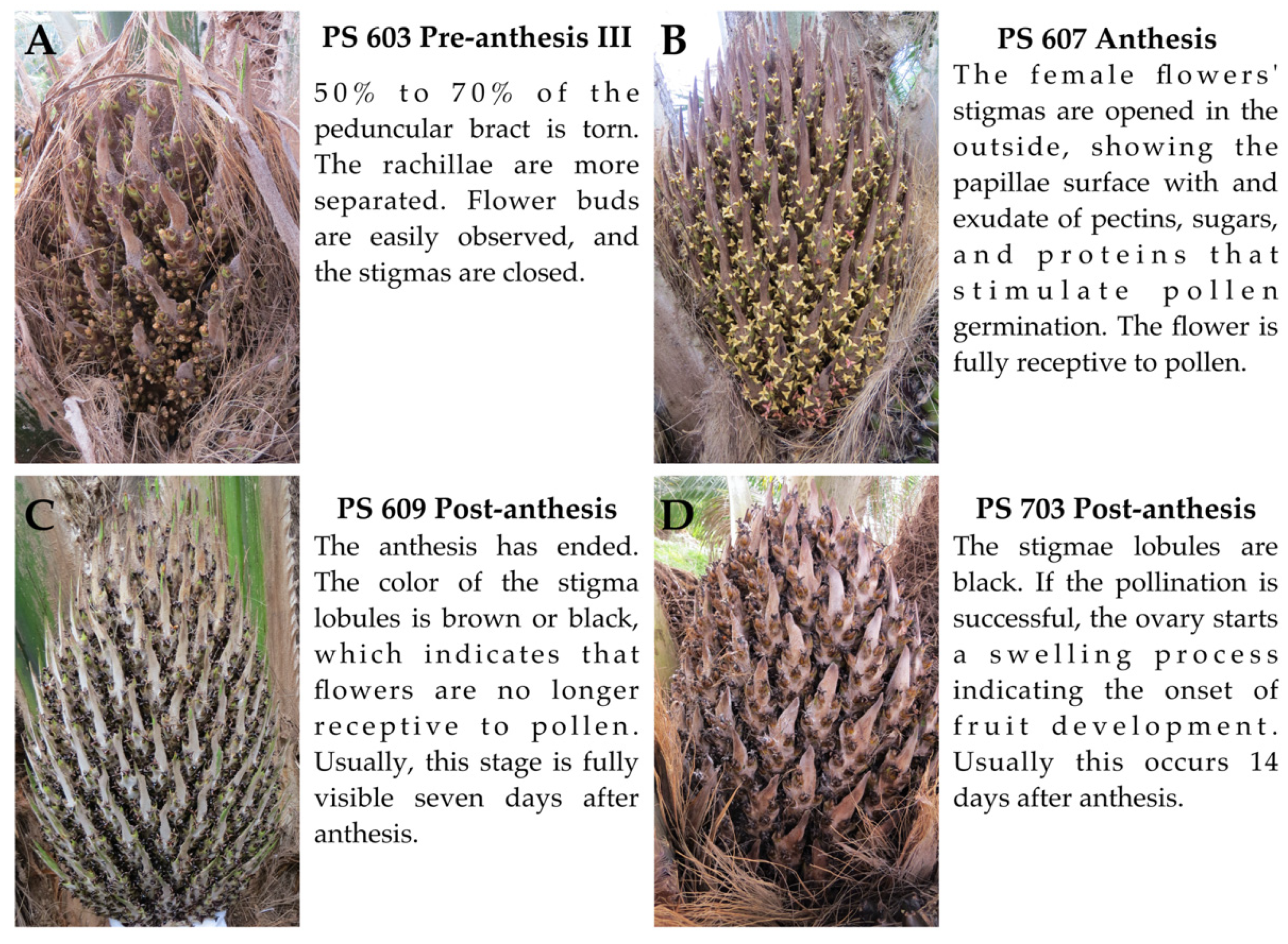 Agronomy 11 00290 g001