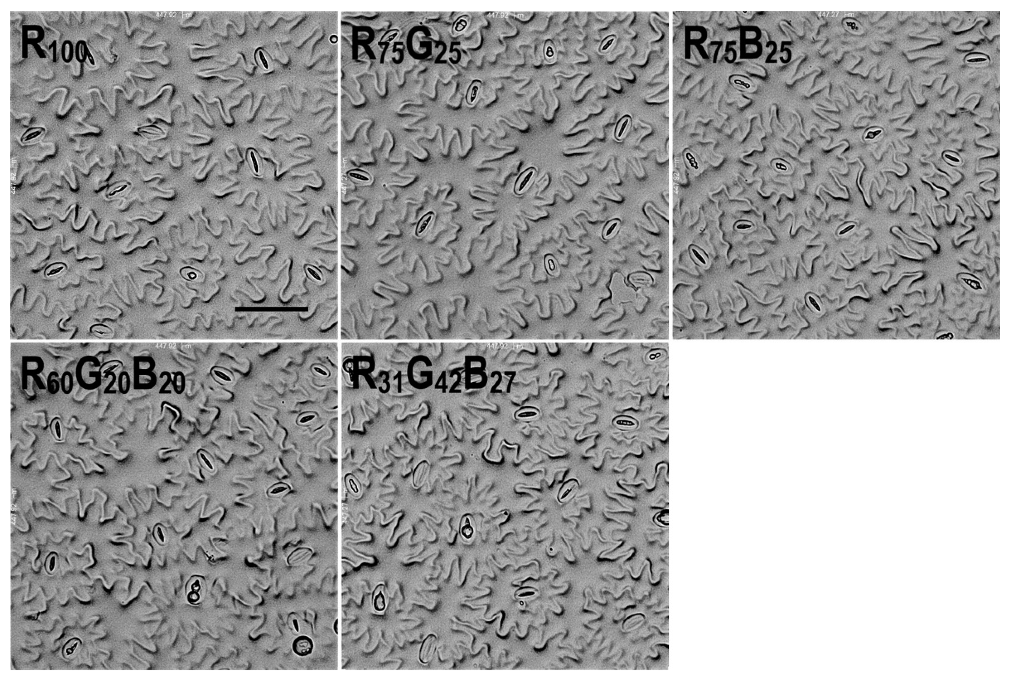 Agronomy 11 00303 g007 Agronomy 11 00303 g007