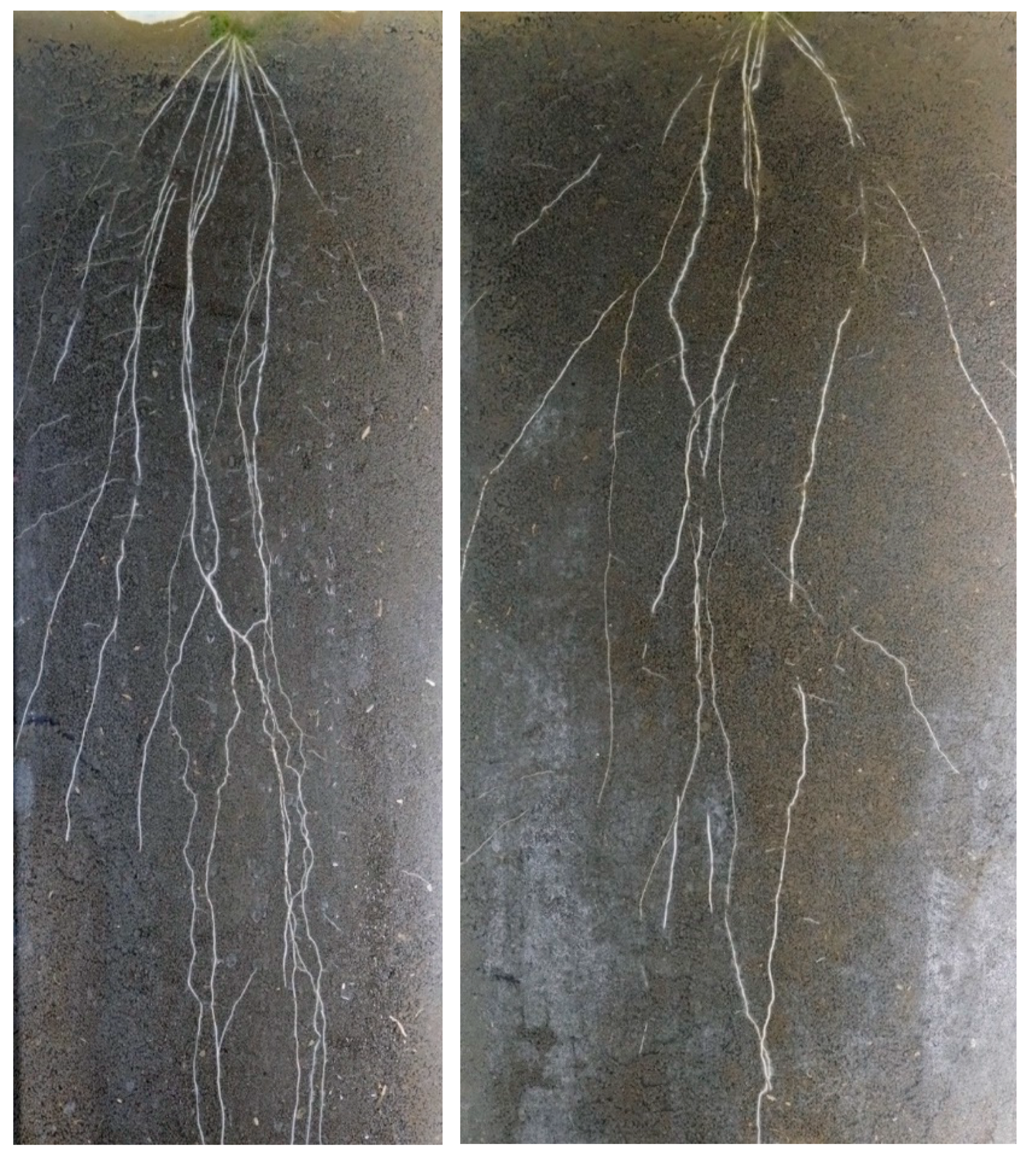 Agronomy 11 00306 g005