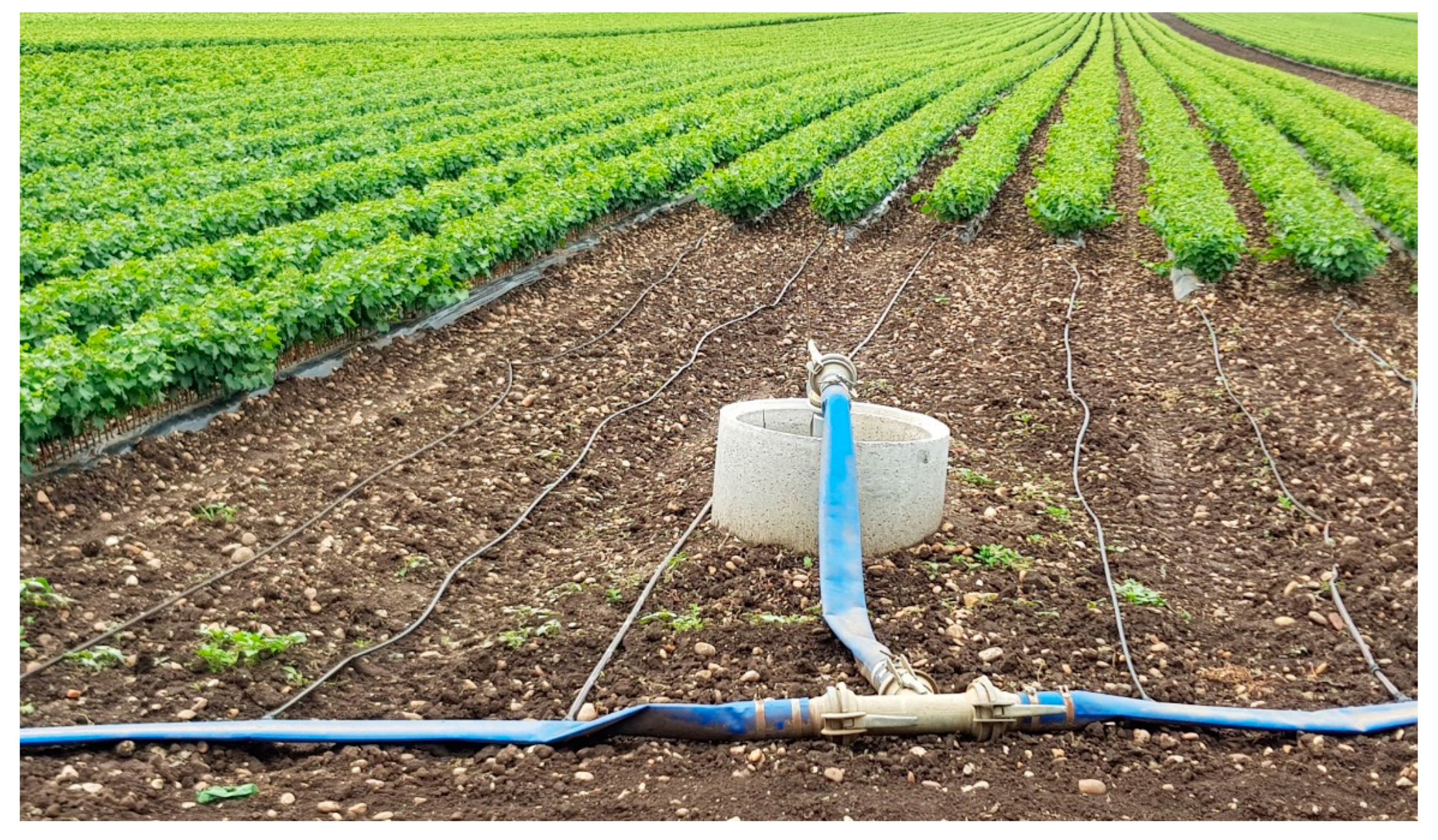 Agronomy 11 00306 g011
