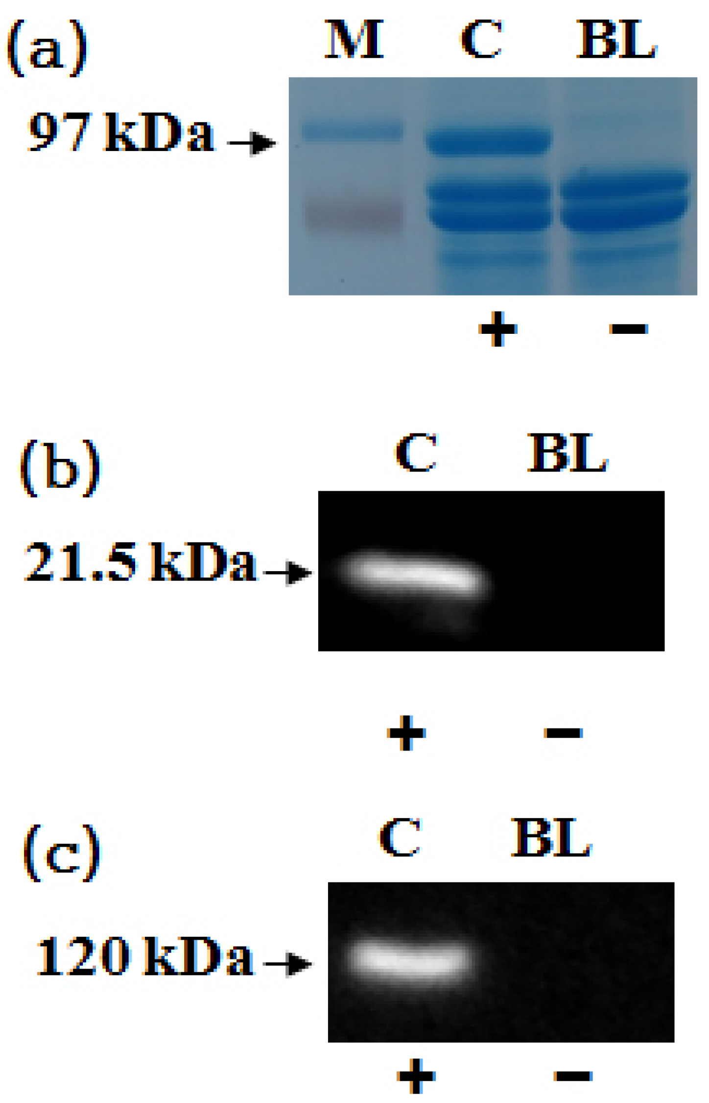 Agronomy 11 00309 g002