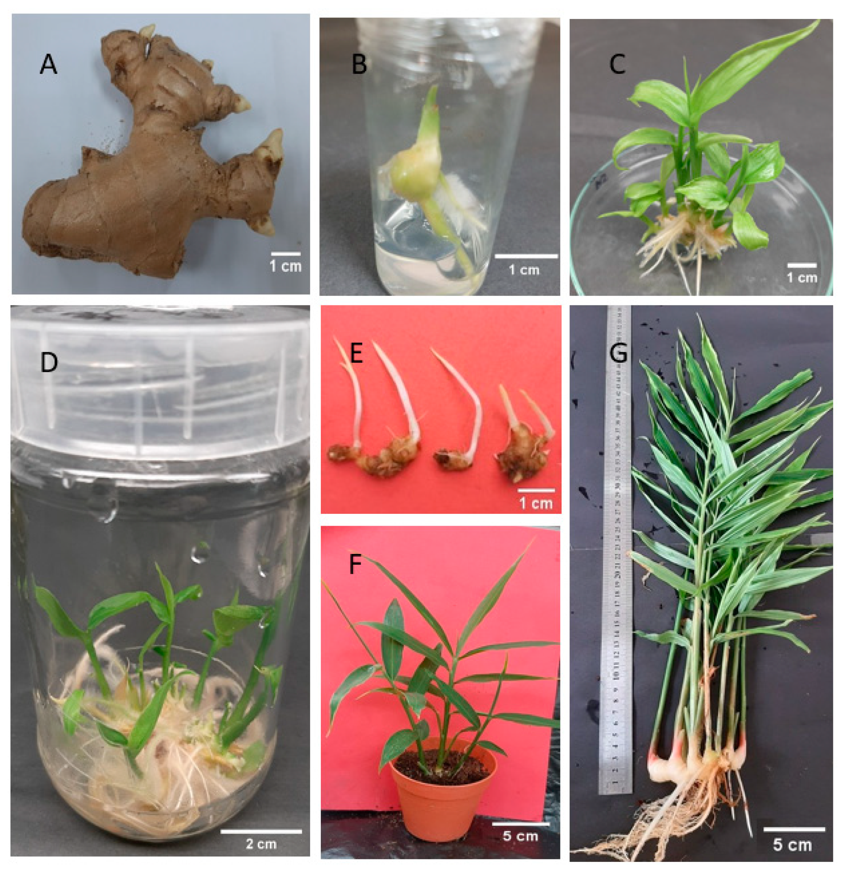 Agronomy 11 00320 g001 Agronomy 11 00320 g001