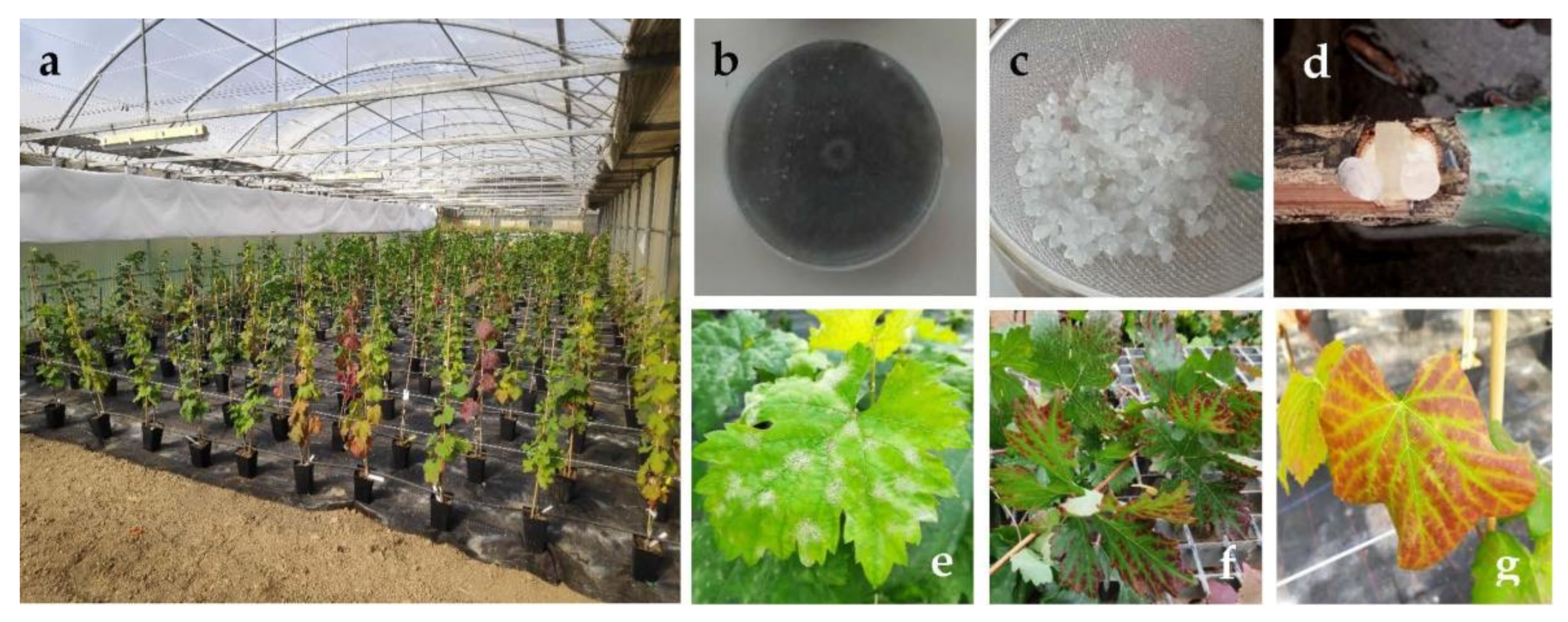 Agronomy 11 00324 g001 Agronomy 11 00324 g001