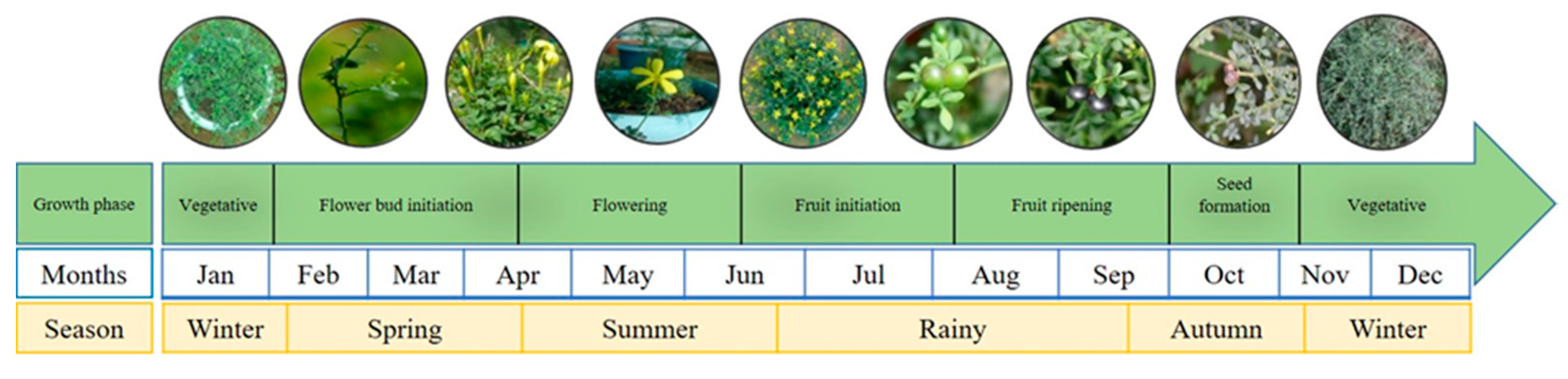 Agronomy 11 00331 g001 Agronomy 11 00331 g001