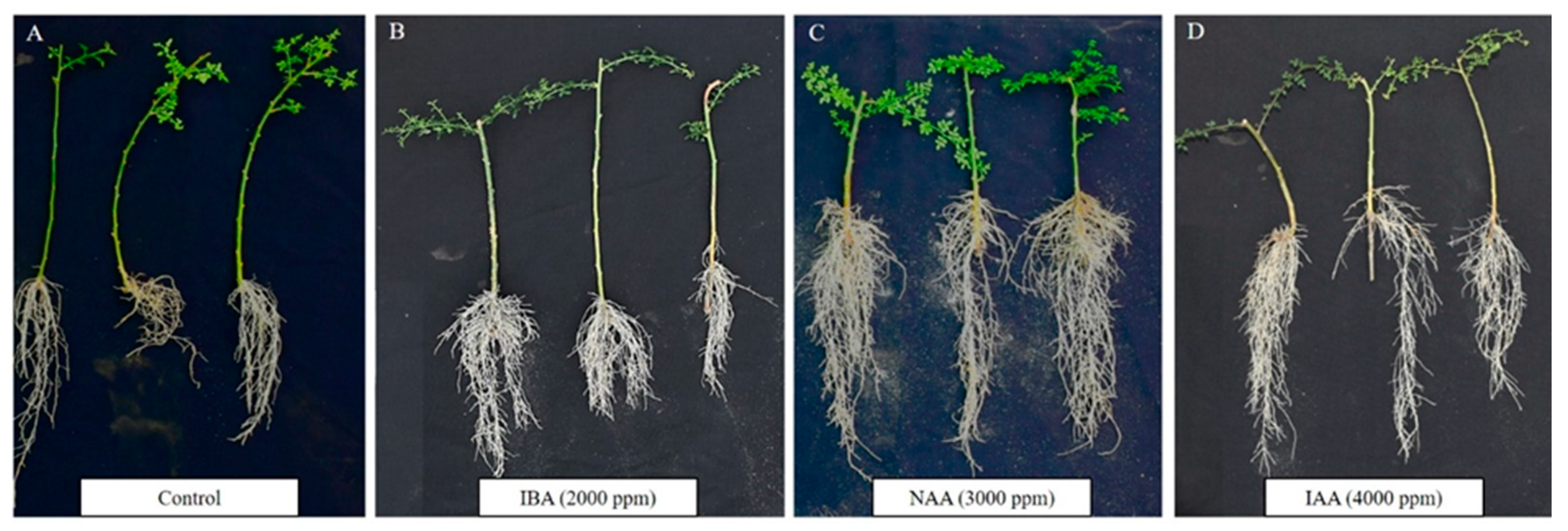 Agronomy 11 00331 g004 Agronomy 11 00331 g004