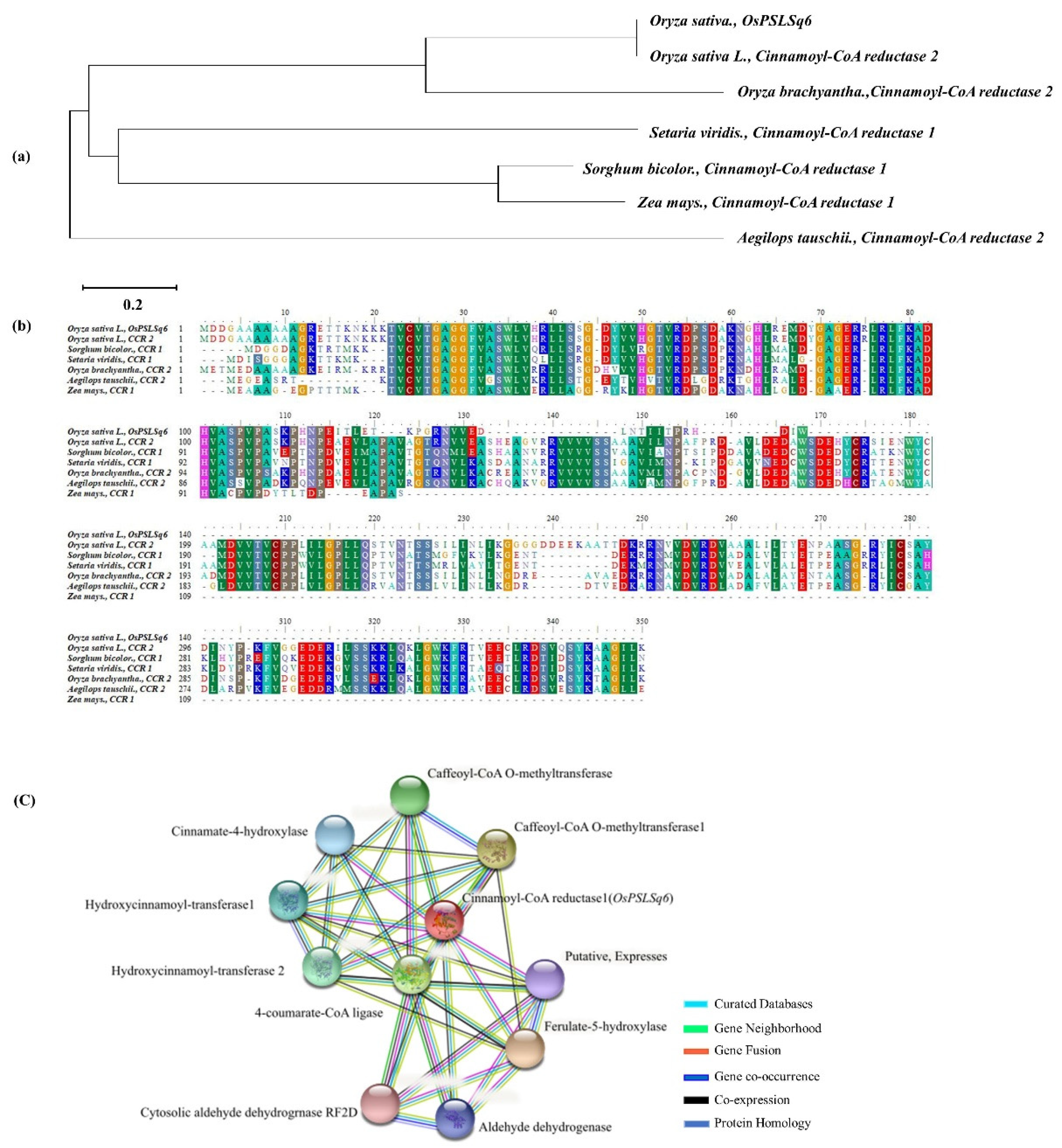 Agronomy 11 00334 g004 Agronomy 11 00334 g004