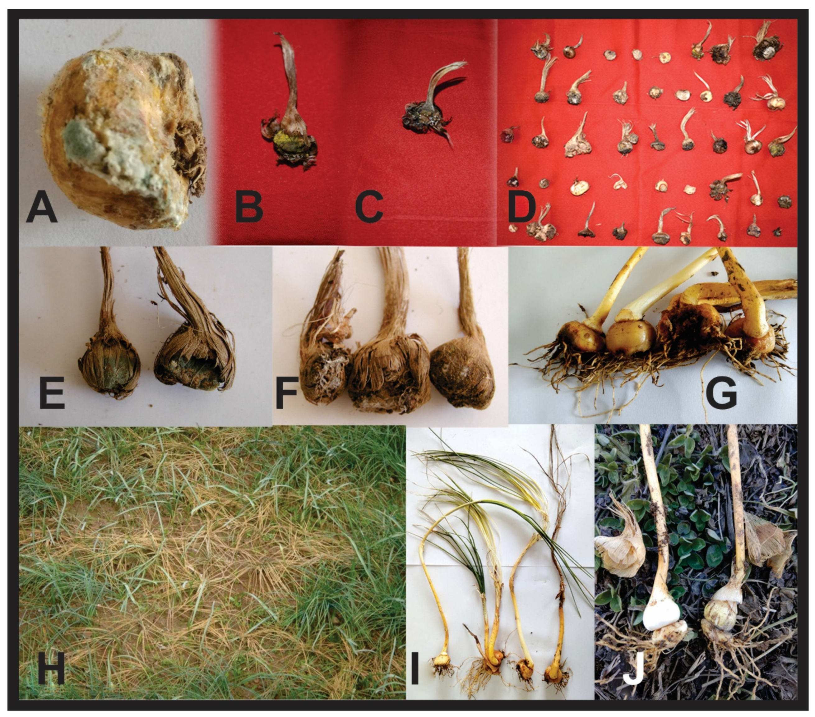 Agronomy 11 00339 g003