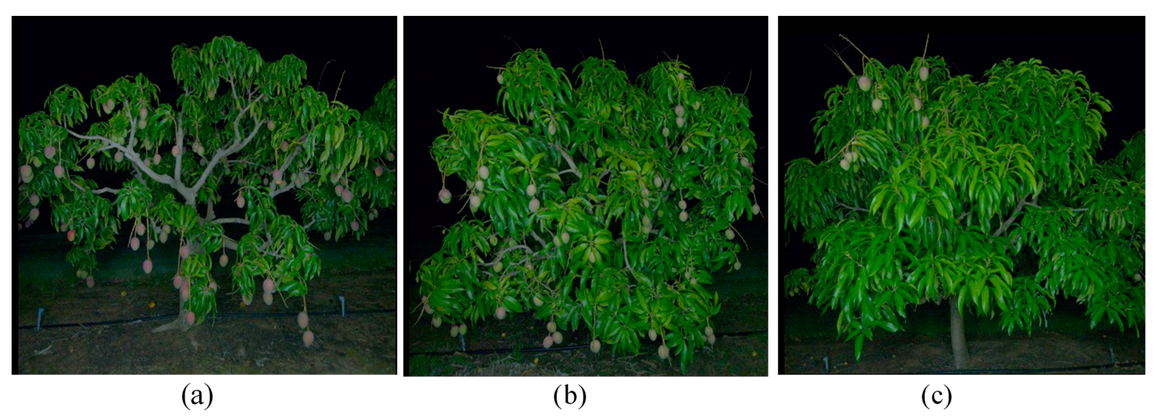 Agronomy 11 00347 g004 Agronomy 11 00347 g004