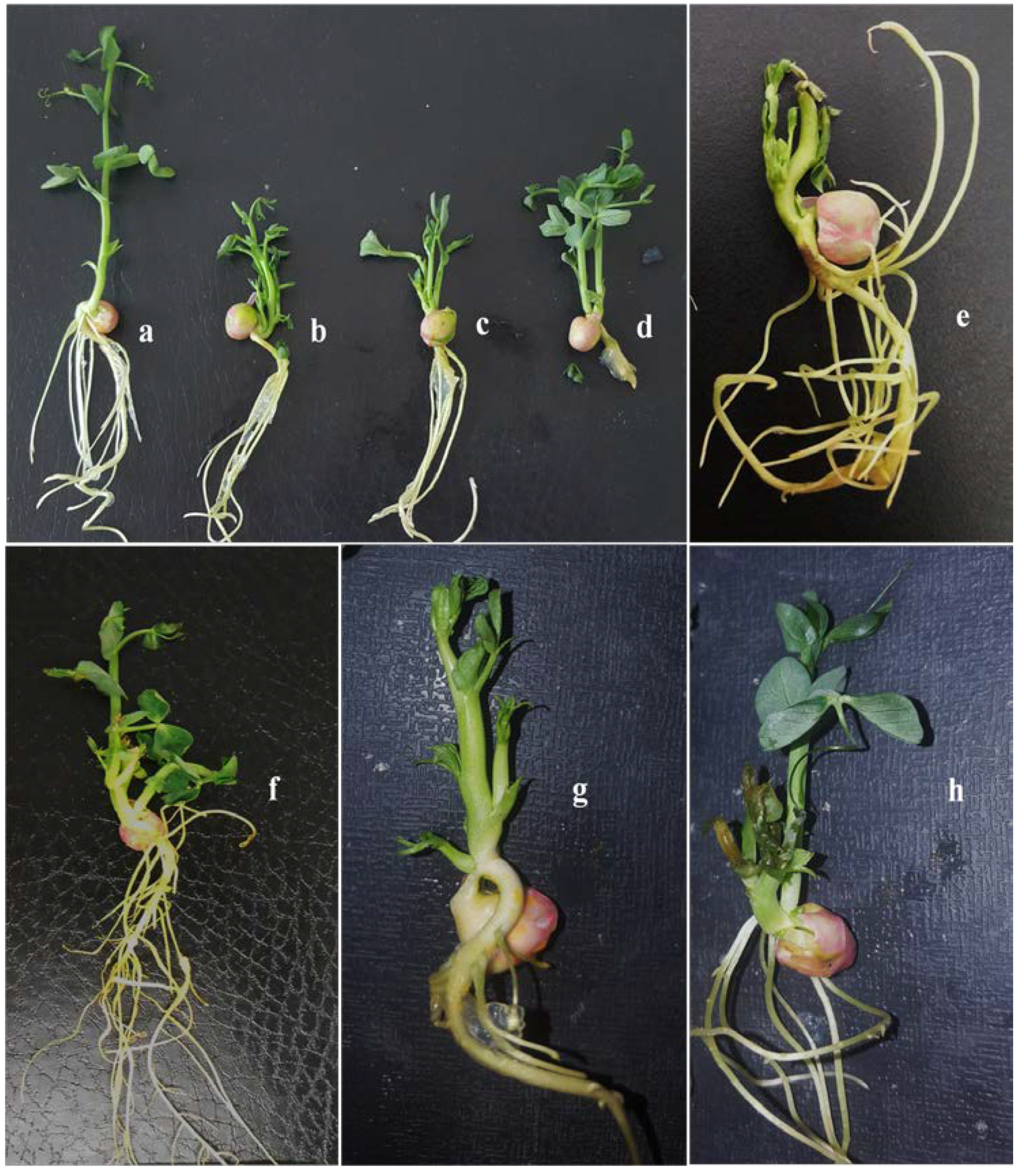 Agronomy 11 00355 g002 Agronomy 11 00355 g002